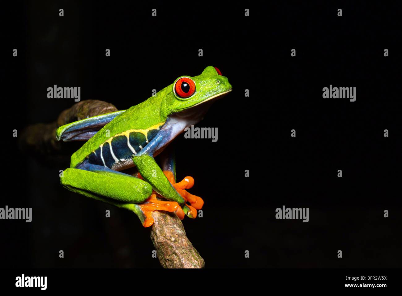 Rotäugiger Baumfrosch (Agalychnis Callydrias) sitzt auf einem Ast, Karibikküste, Costa Rica. Stockfoto