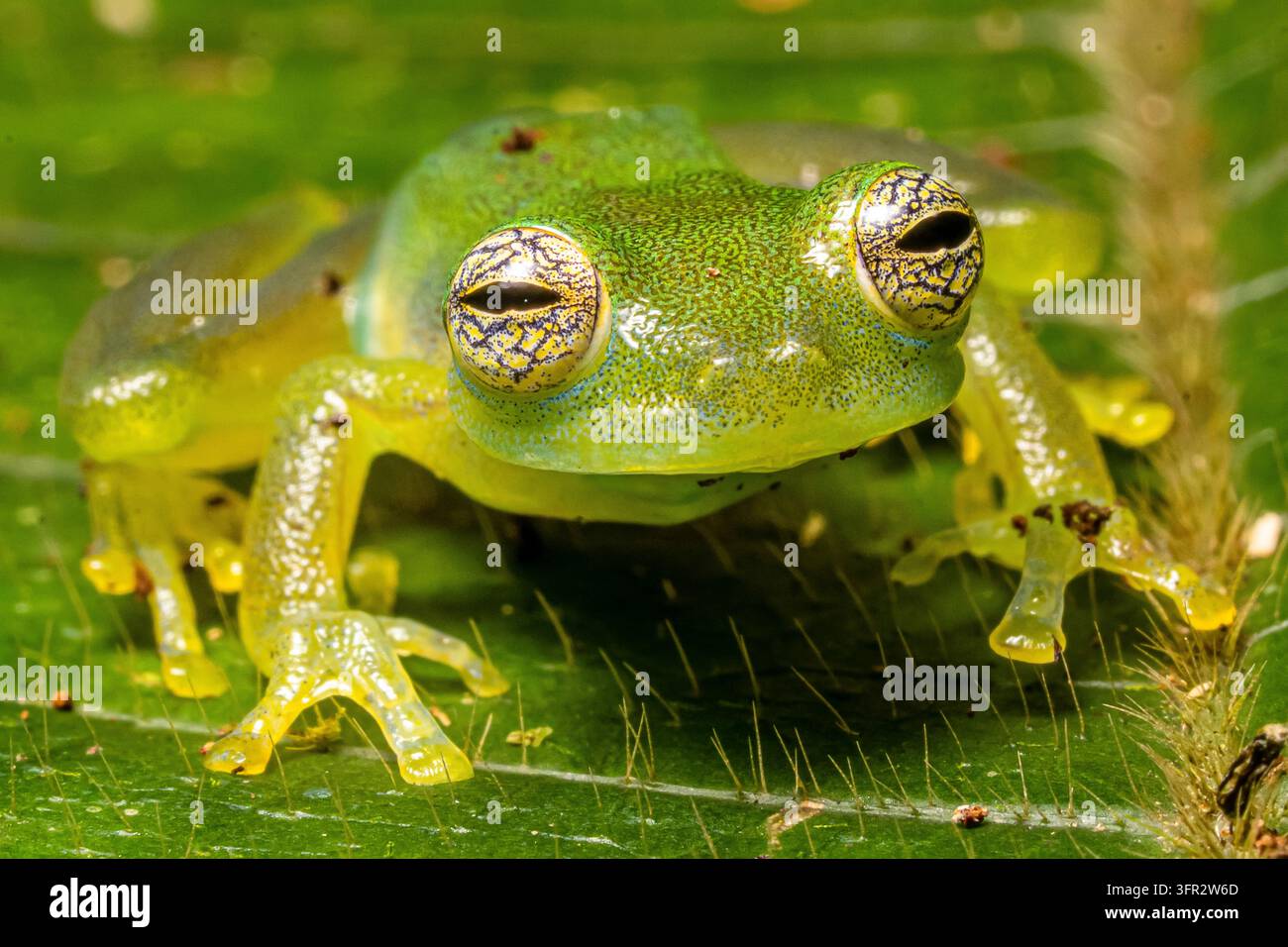 Zwerg-Glasfrosch (Teratohyla spinosa) sitzt auf einem Blatt, Costa Rica. Stockfoto