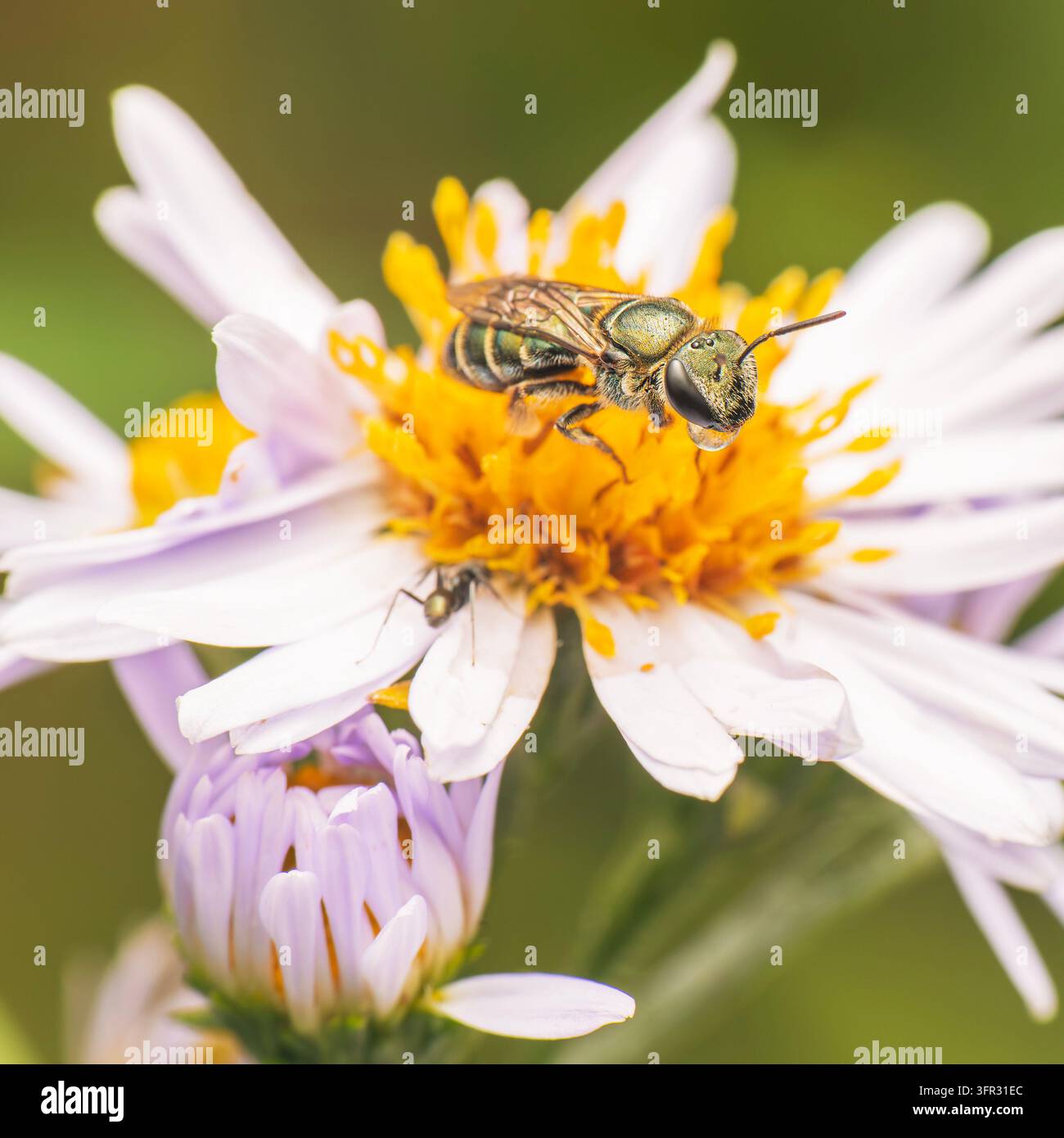Die gelbgrüne Austral-Nomia-Biene ist Lipotriches flavoviridis und ist auch bekannt als die metallisch grüne Nomia-Biene. Natürliche australische Schweißbienen gehören Stockfoto