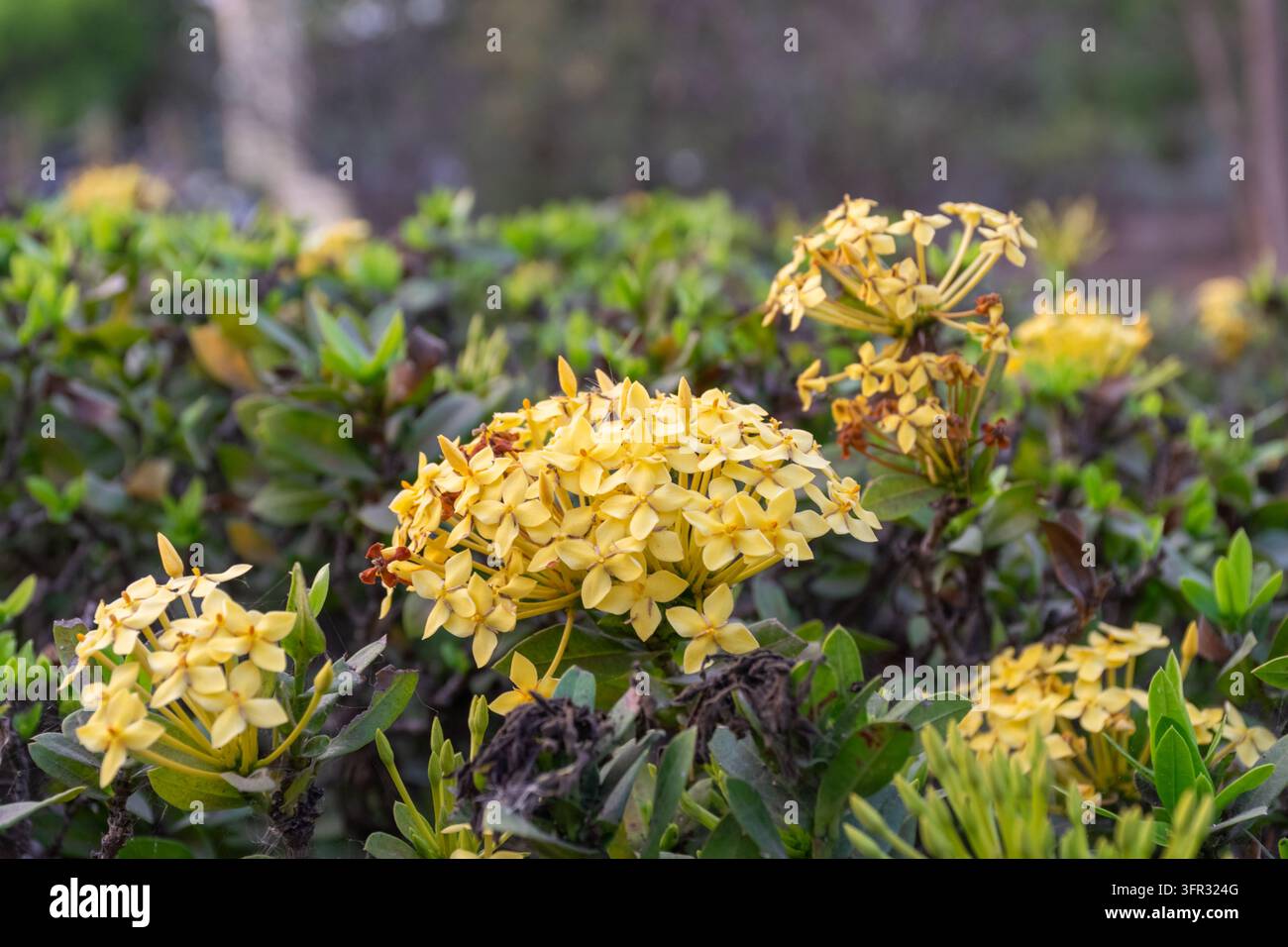 Büschel kleiner gelber Blüten erheben sich über grüne Blätter in einem Garten mit offenen Blütenblättern und Knospen, die an verzweigten Stängeln sichtbar sind, während ein sanft verschwommenes Blattwerk Stockfoto