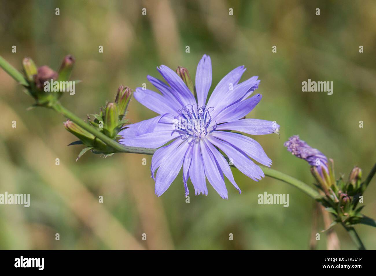 Violette Chicorée-Blüte mit zarten Blütenblättern und noch geschlossenen Knospen, die an einem schlanken grünen Stängel auf einer Wiese wachsen Stockfoto