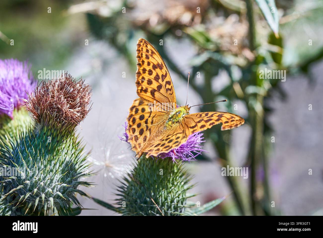 Ein Silberfleck tagfalter, Argynnis paphia, mit gefleckten orangefarbenen Flügeln ruht auf einer lila Distelblüte in einem Feld. Stockfoto