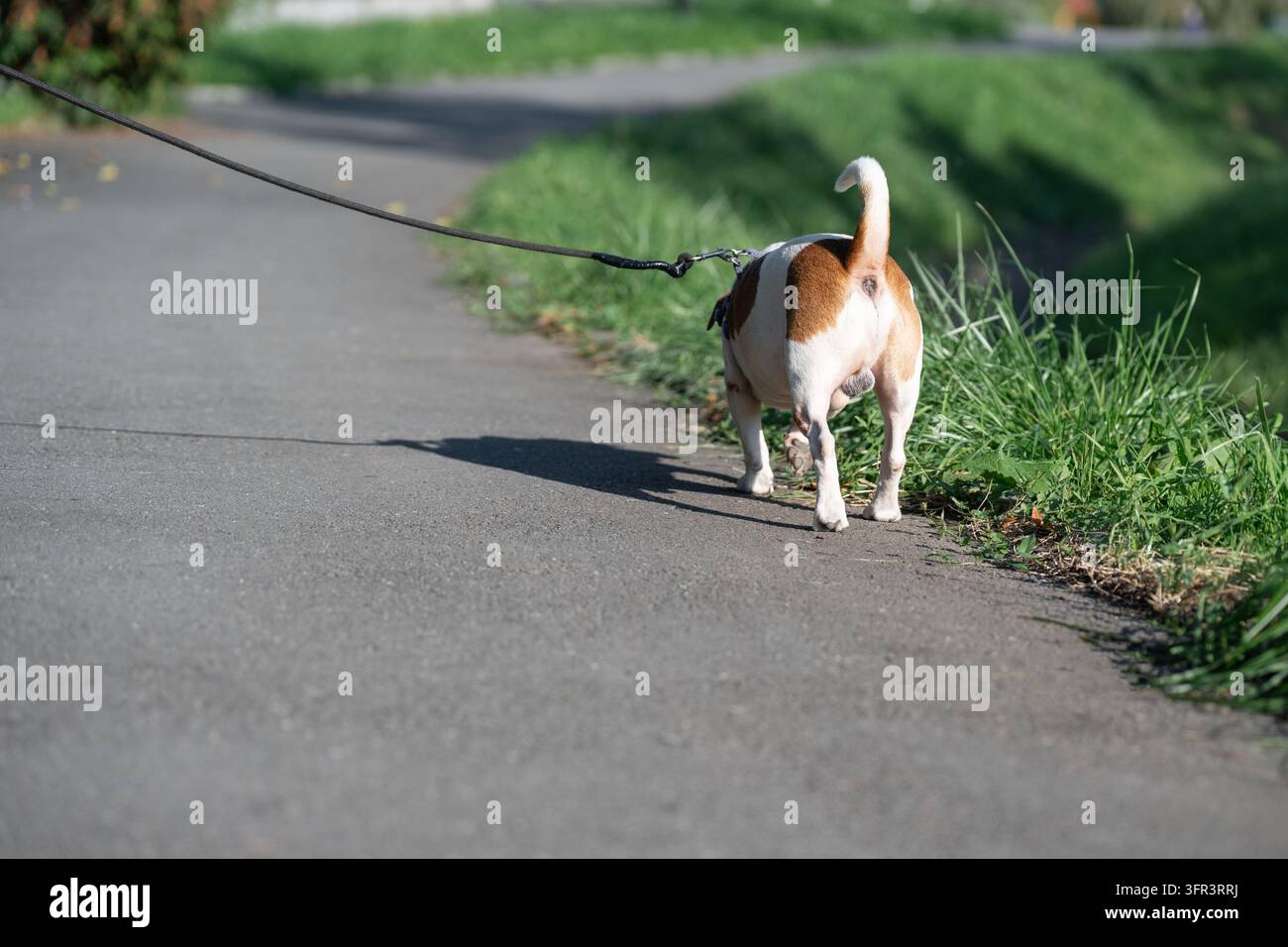 Jack Russell Terrier an der Leine, der einen professionellen Hundespaziergangsdienst darstellt. Hundespaziergang an der Leine im Nahaufnahme, der eine Haustier-Munitionsversorgung darstellt Stockfoto
