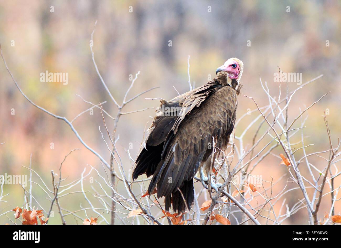 Ein vom Aussterben bedrohter Schmutzgeier, der in der Wildnis in Simbabwe auf einem Baum ruht. Dies sind vom Aussterben bedrohte Vögel und ihre Population ist rückläufig Stockfoto