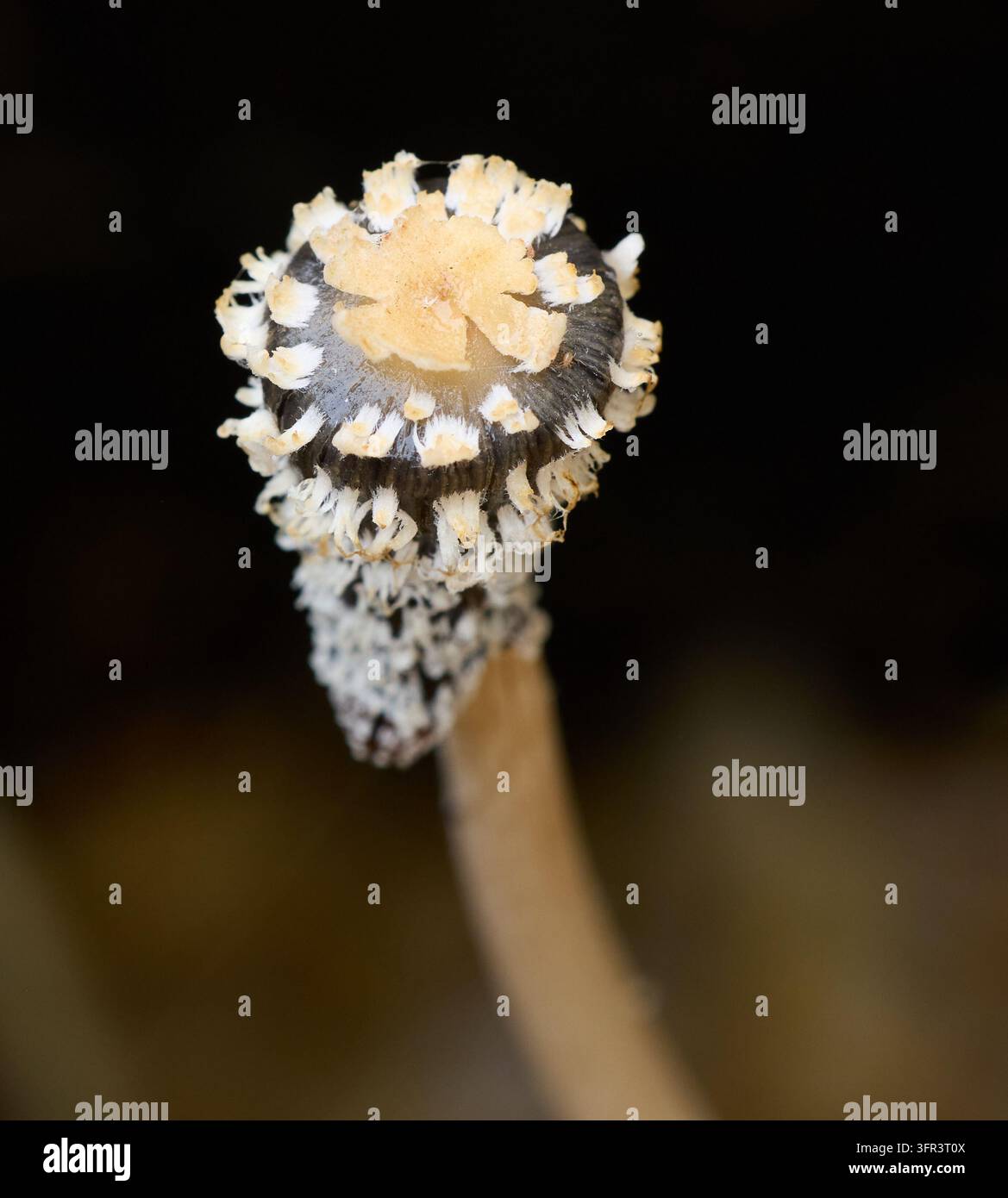 Reifer Pilz-Fruchtkörper mit kunstvollen Hutdetails Stockfoto