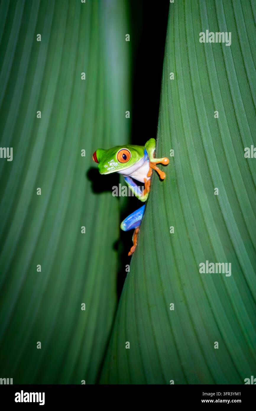 Ein rotsüchtiger Baumfrosch klammert sich an die Seite eines grünen Blattes in Costa Rica. Stockfoto