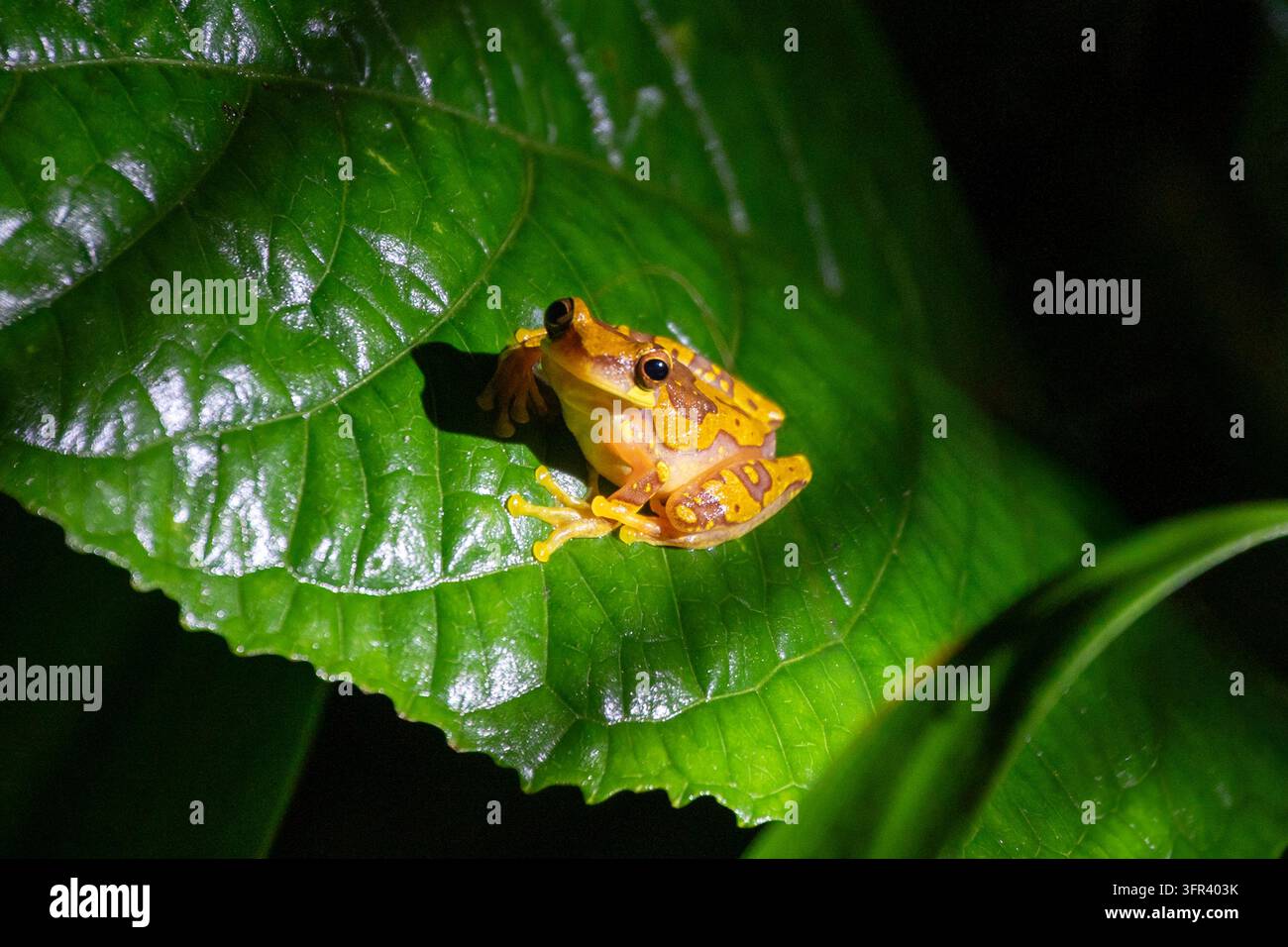 Ein kleiner gelber und brauner Baumfrosch ruht auf einem glänzenden grünen Blatt in Costa Rica. Stockfoto