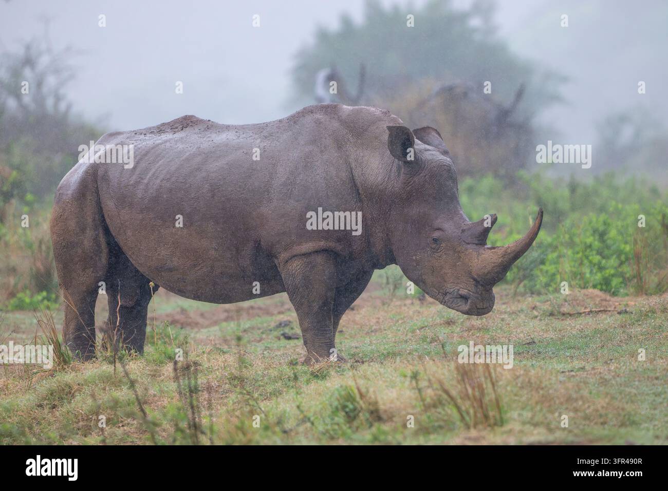 Ein weißes Nashorn im Profil in einer nebligen afrikanischen Graslandschaft, mit Vegetation und weichem diffusem Licht. Stockfoto
