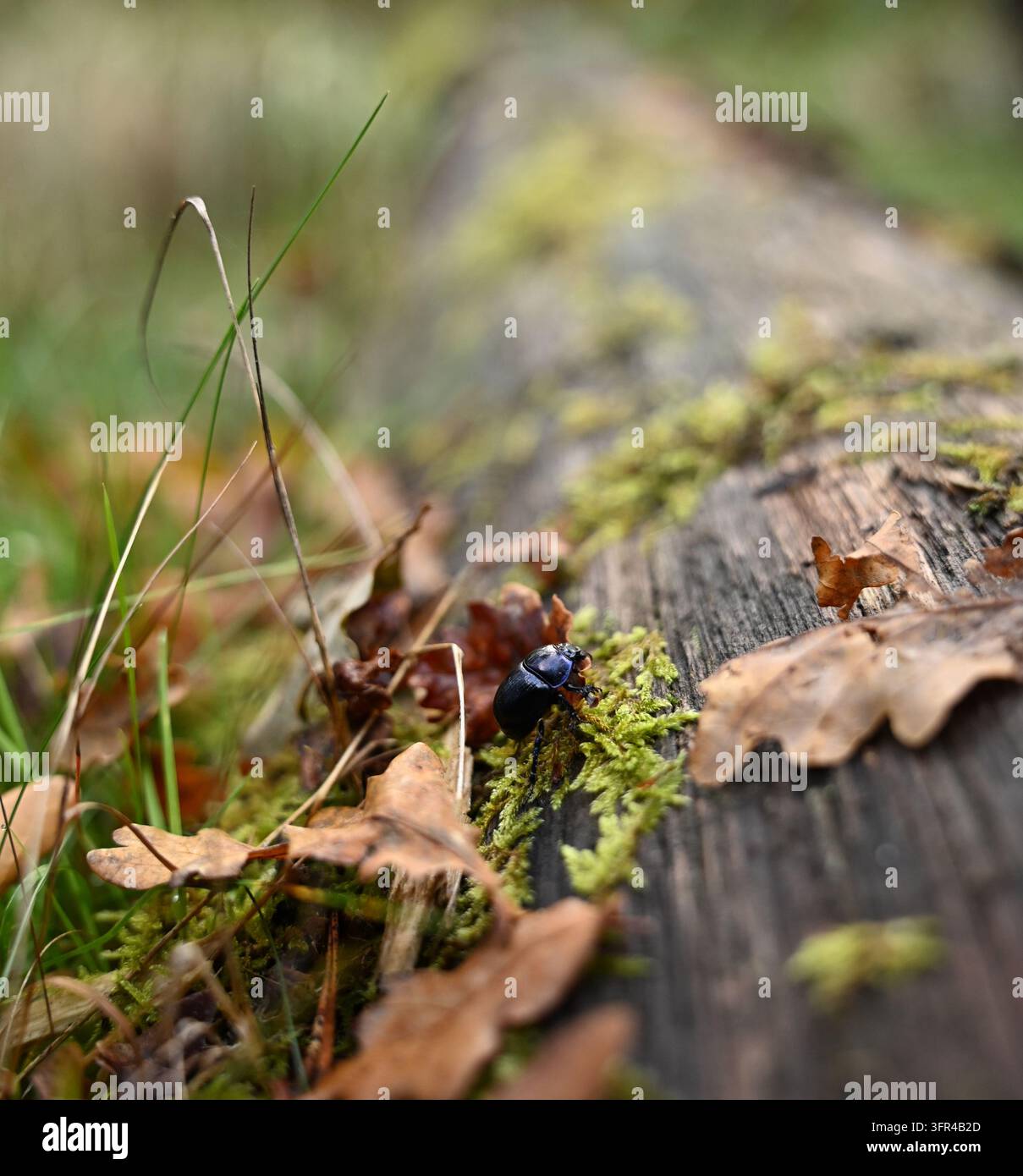 Kleiner Käfer krabbelt auf moosigem Holz und unterstreicht die Biodiversität des Waldes Stockfoto