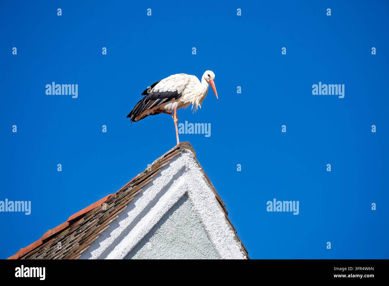 Weißstorch, der auf dem First eines Ziegeldachs steht, vor einem klaren tiefblauen Himmel. Der große europäische Vogel ist im Profil mit weißem Gefieder, schwarz gezeigt Stockfoto