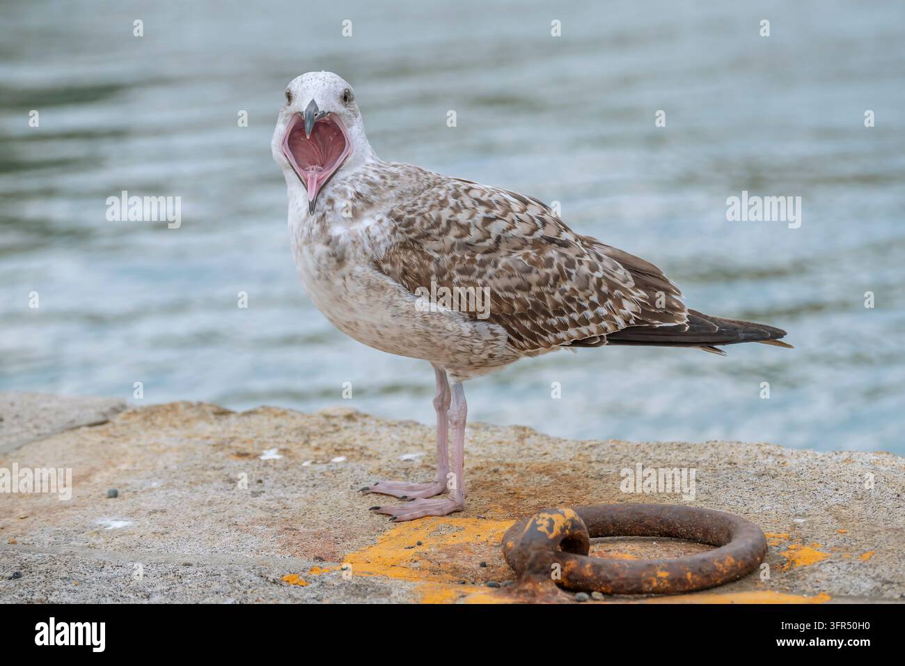 Eine Nahaufnahme einer Möwe mit offenem Schnabel in der Nähe eines rostigen Befestigungsrings Stockfoto