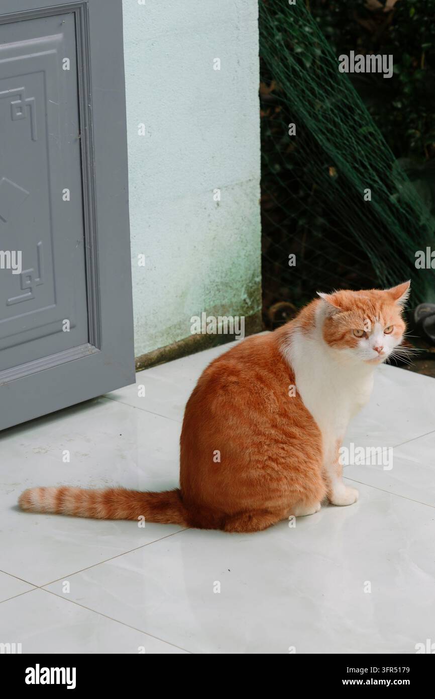 Süße orange-weiße Katze sitzt auf einem gefliesten Boden in der Nähe einer grauen Tür Stockfoto