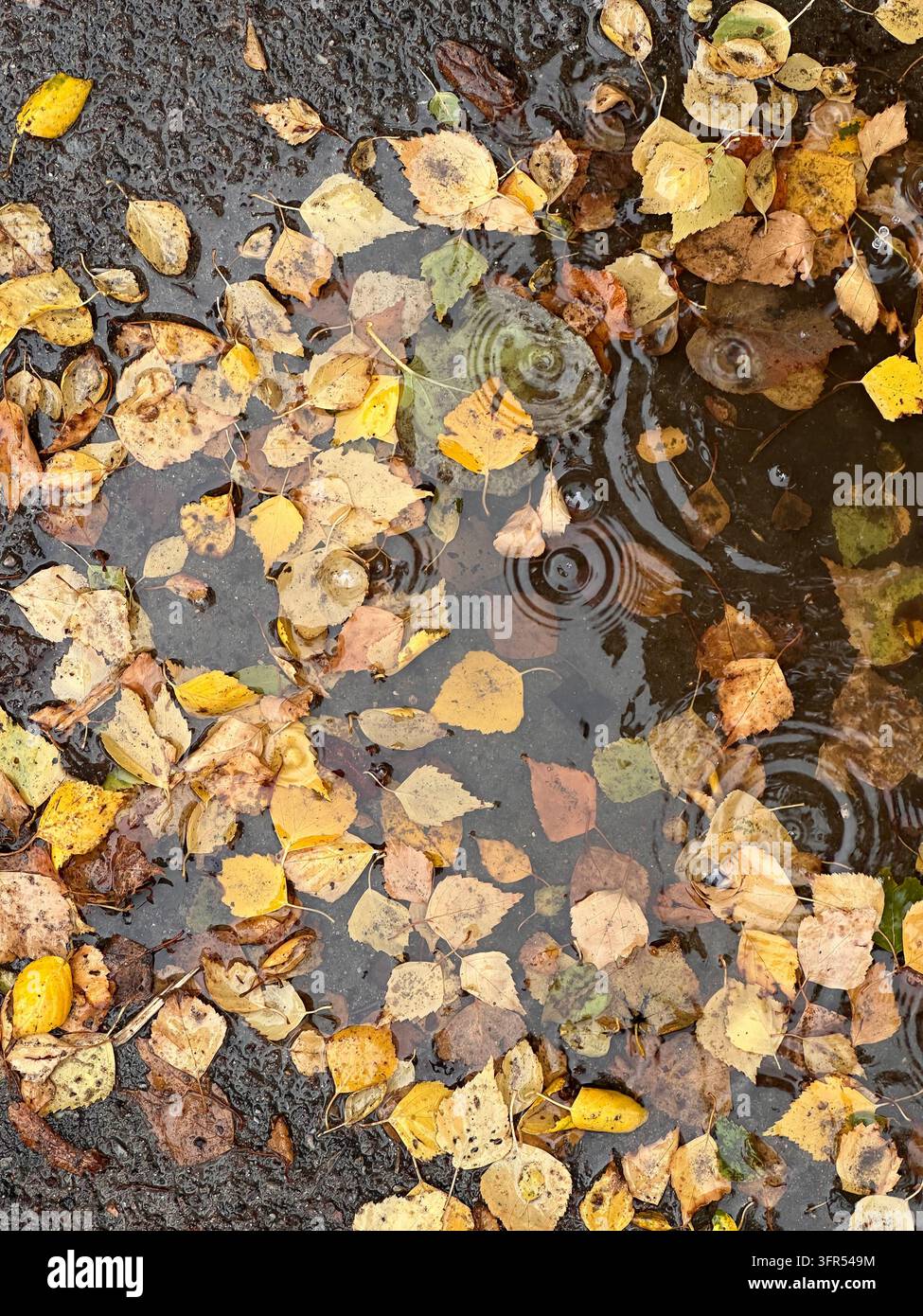 Herbstblätter, die in einer Pfütze mit Regenschwankungen auf nassem Asphalt schwimmen, Herbsthintergrund. - Smartphone-aufgenommenes Stockfoto