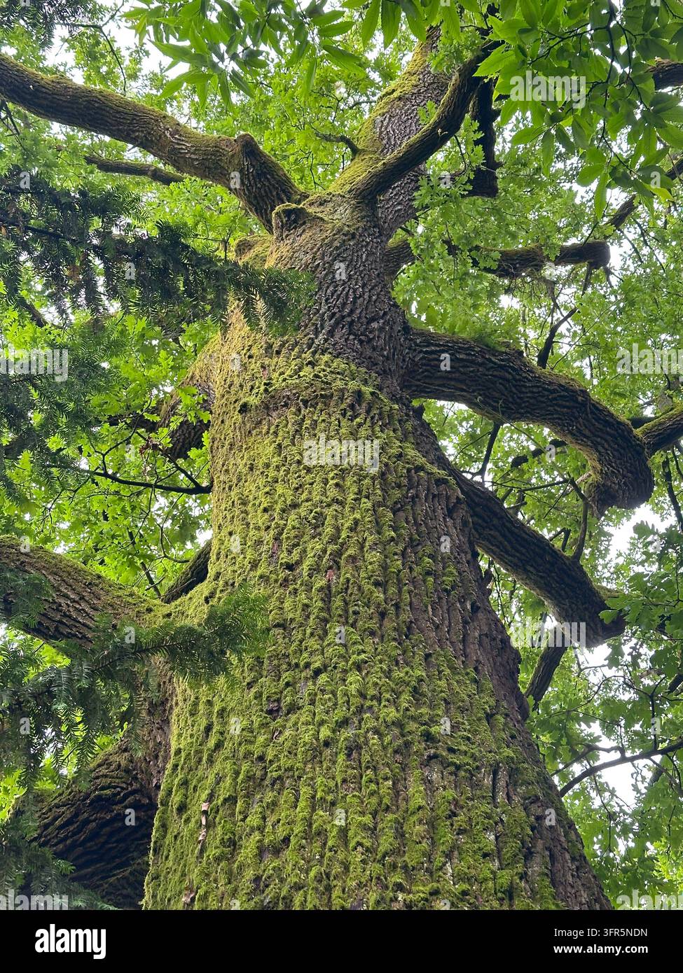 Großer alter Baum, bedeckt mit Moos, im Stadtteil Tuškanac von Zagreb, Kroatien, von unten aus betrachtet in einem grünen Stadtwald. - Smartphone-aufgenommenes Stockfoto