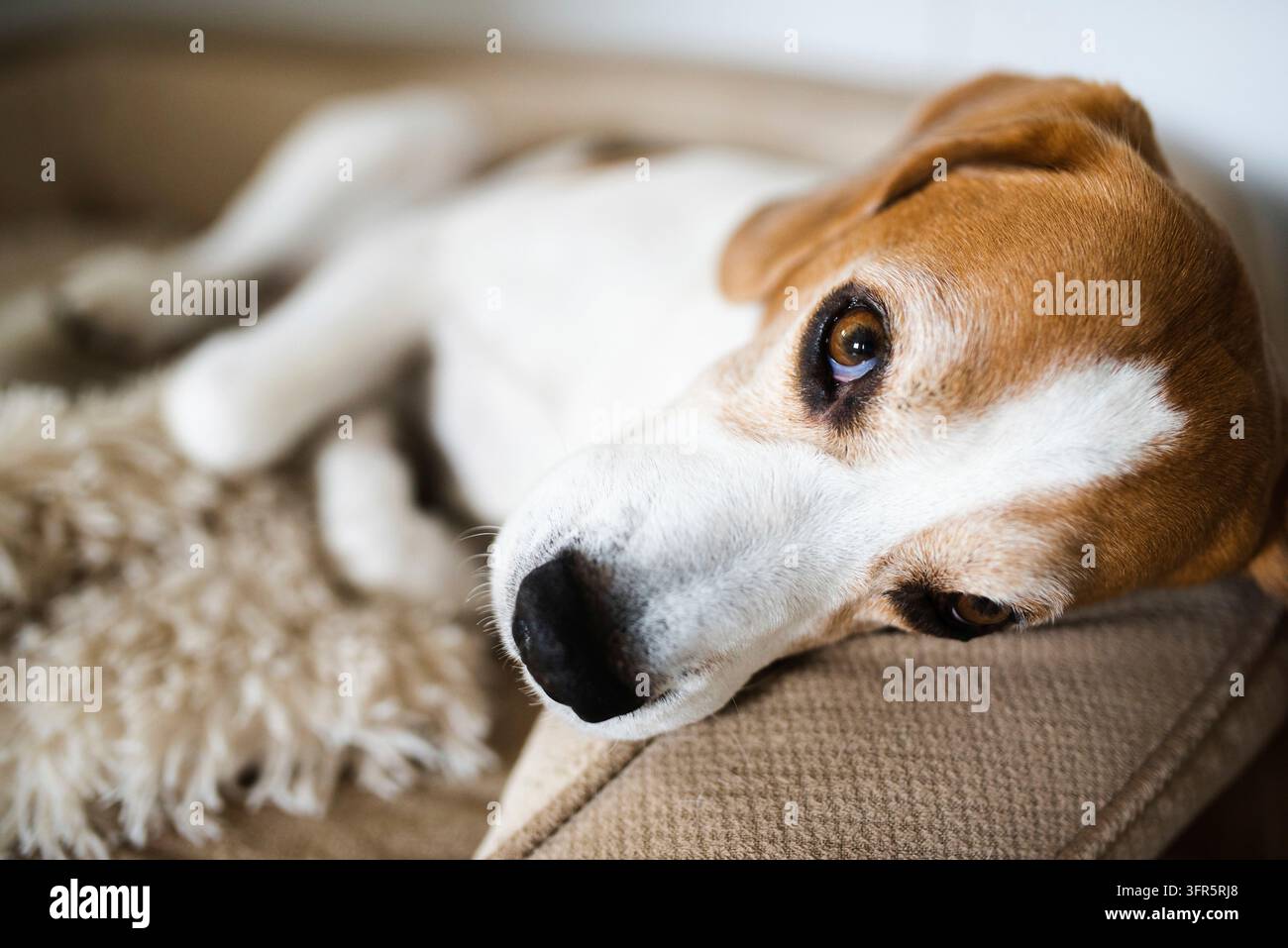 Beagle-Hund erschöpft schlafend auf einem Hundebett im Haus. Helle Innenansicht. Hunde-Thema Stockfoto