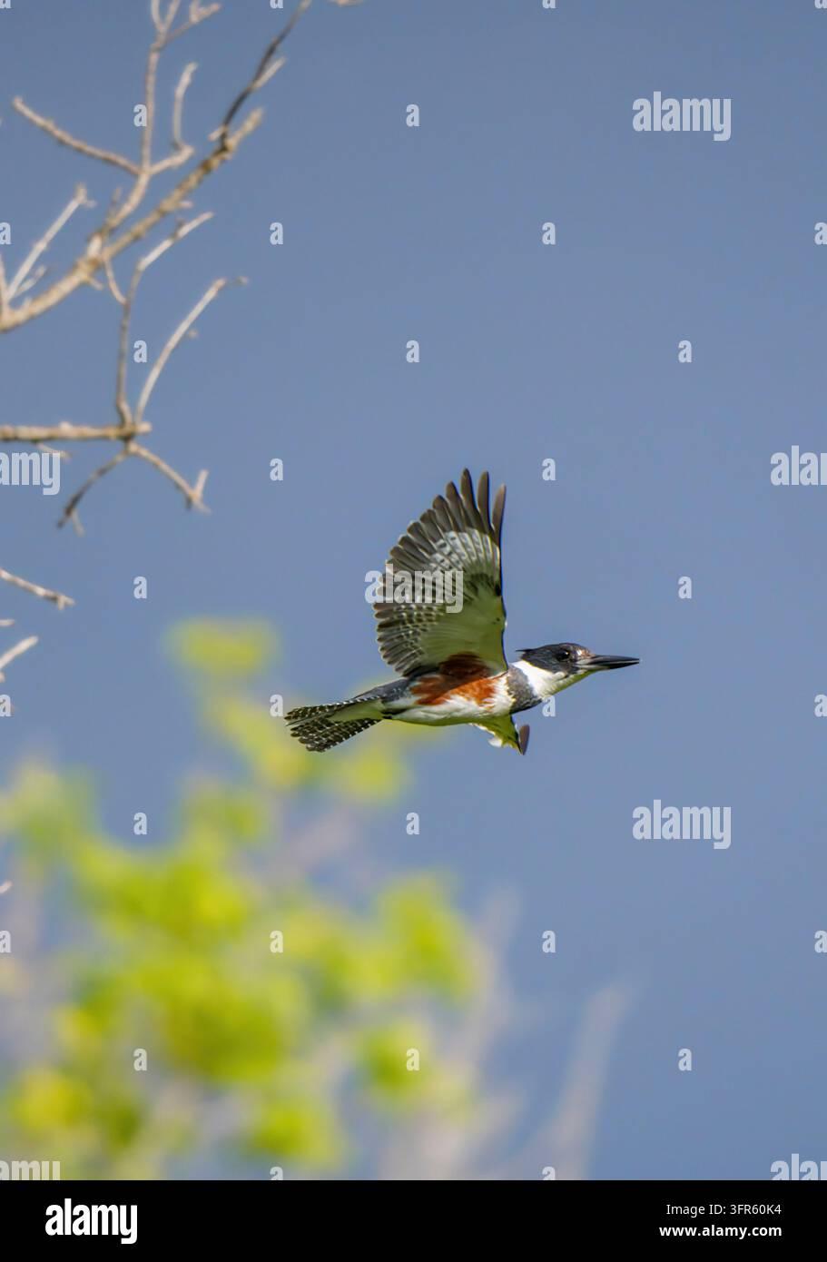 Der eisvogel, der durch die Luft schwingt, mit den Flügeln, die vollständig gegen einen klaren blauen Himmel ausgestreckt sind Stockfoto