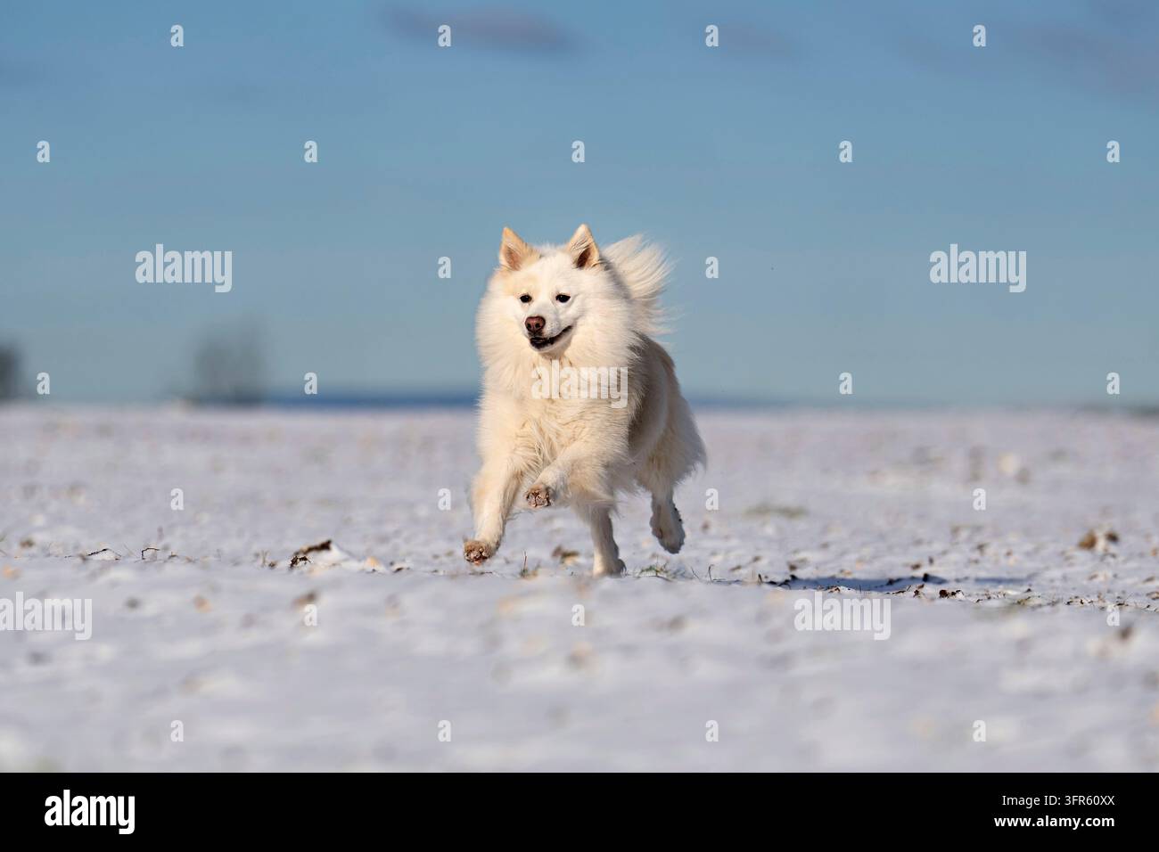Mein Islandhund in seinem Element, Freude pur! Stockfoto