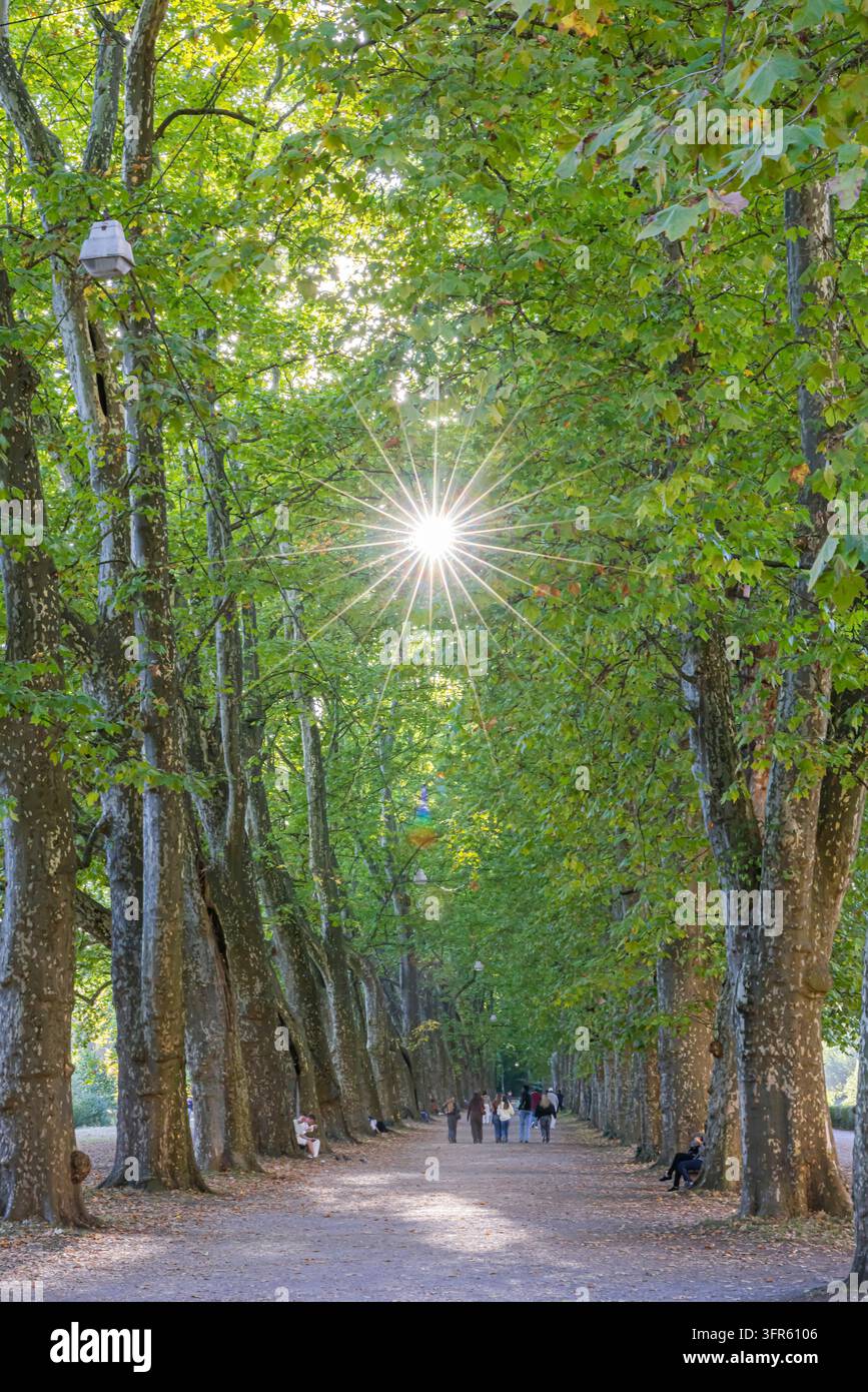 Die Platanenallee in Tübingen ist ein etwa 380 Meter langer Naturdenkmalweg auf der Neckarinsel und gilt als eine der ältesten A Stockfoto