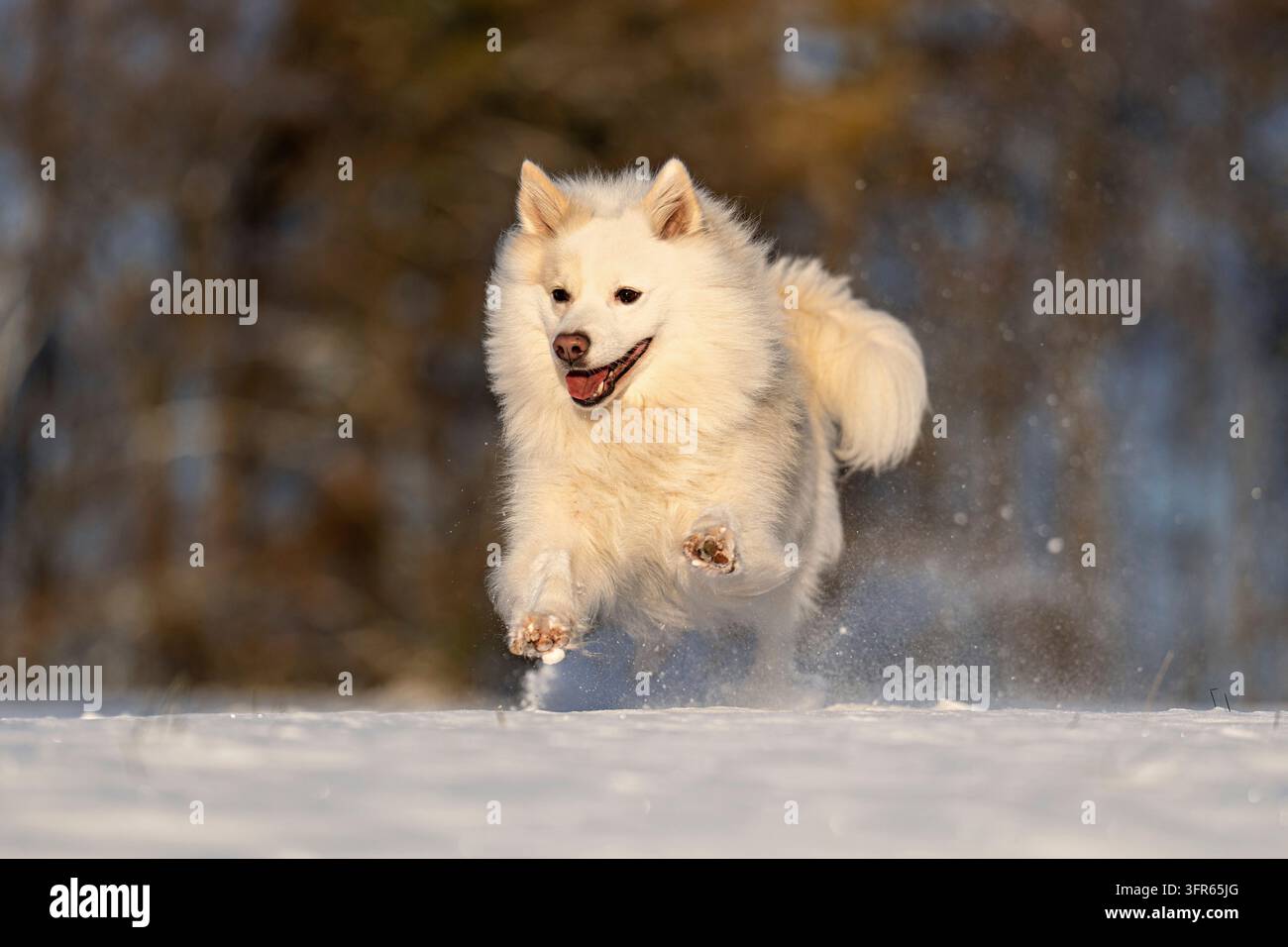 Im Schnee ist mein isländischer Hund in seinem Element Stockfoto