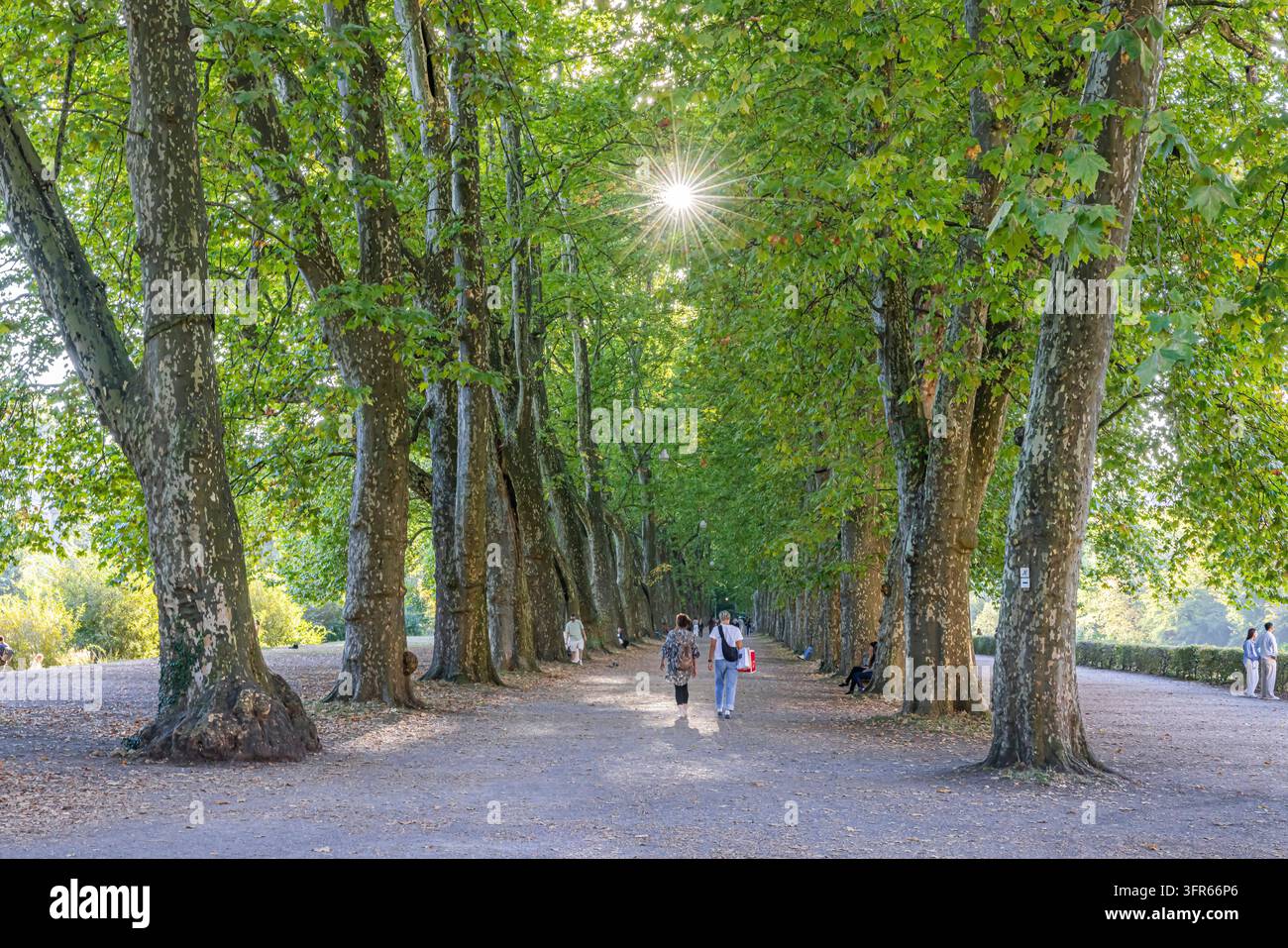 Die Platanenallee in Tübingen ist ein etwa 380 Meter langer Naturdenkmalweg auf der Neckarinsel und gilt als eine der ältesten A Stockfoto