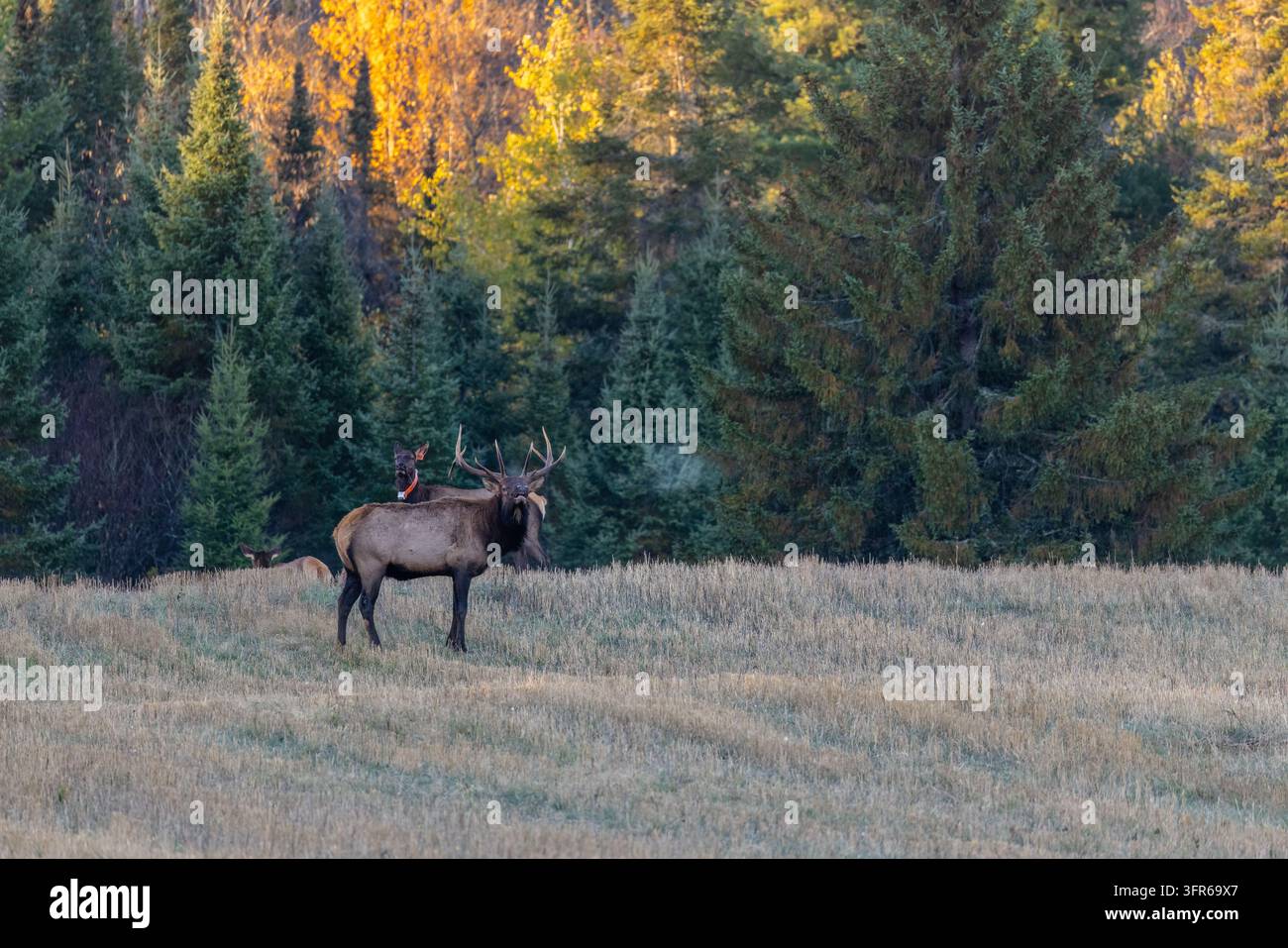 Elch an einem Oktobermorgen in Ashland County im Norden von Wisconsin. Stockfoto