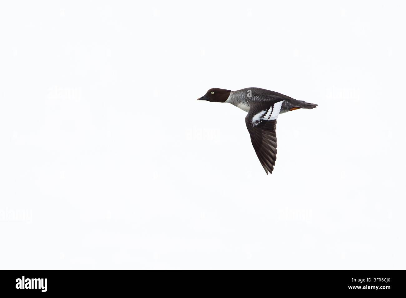 Erwachsene Weibchen der common goldeneye (Bucephala clangula) im Flug, gefunden in Leipzig in Sachsen, Deutschland Stockfoto