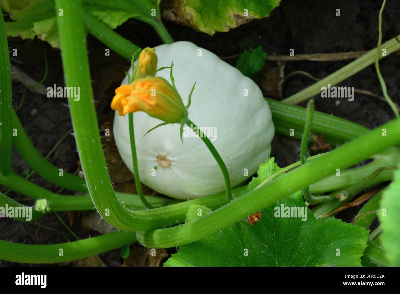 Weißer Squash, der in einem Garten mit grünen Blättern und einer gelben Blume wächst Stockfoto