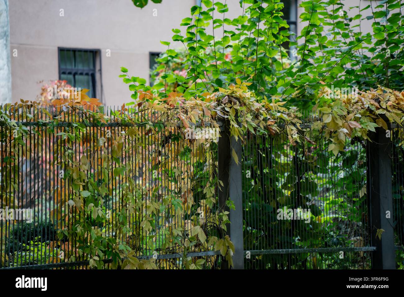Kletterpflanzen breiten sich über einen spitzen Metallzaun neben einem Gebäude aus und zeigen saisonales Pflanzenwachstum um Grenzgeländer in einer etablierten städtischen Umgebung Stockfoto
