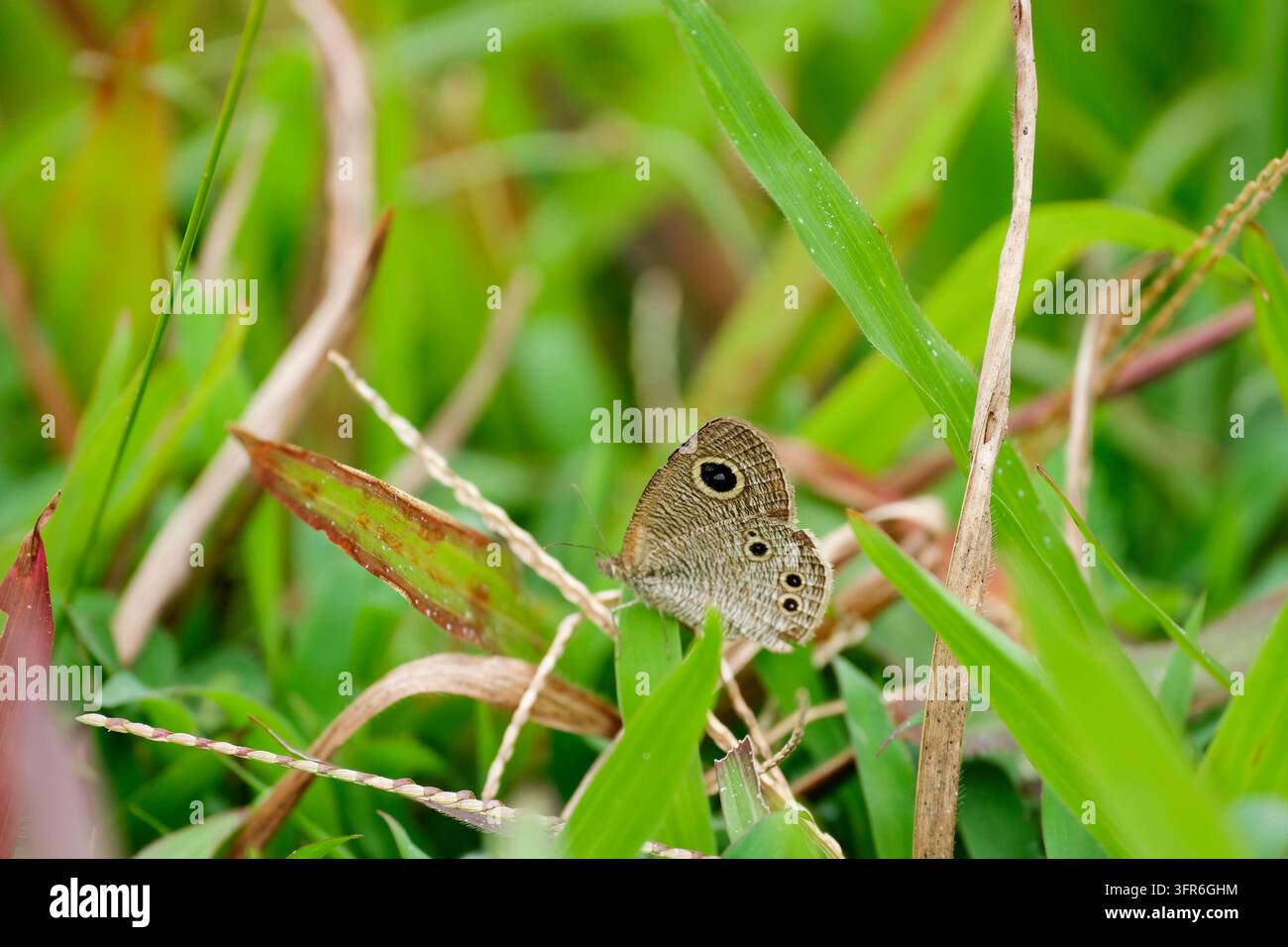 Nahaufnahme eines kleinen braunen Schmetterlings auf grünem Gras in einer Wiese Stockfoto