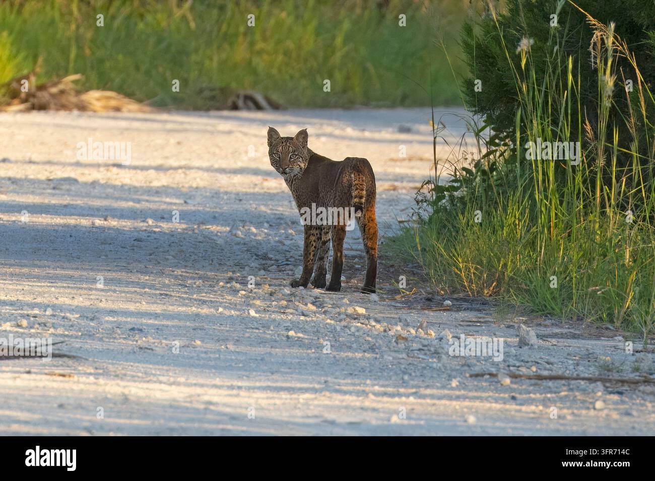 Seltene Sichtung eines Rotluchses im Merritt Island WMA Stockfoto