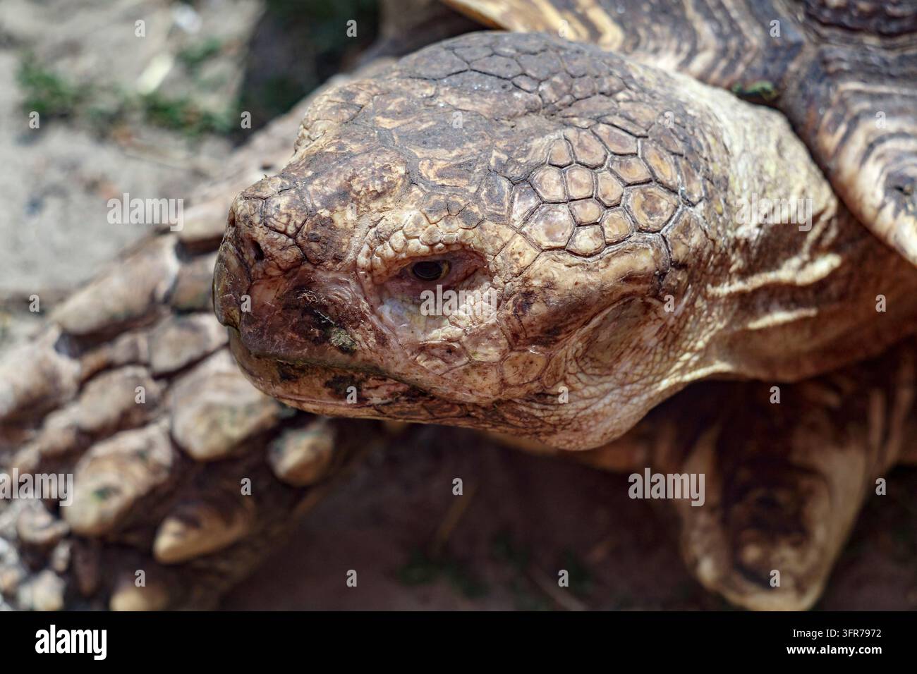 Nahaufnahme-Porträt einer alten Landschildkröte mit schuppiger, faltiger Haut, strukturiertem Kopf und ruhigem Auge, Vorderbeinen mit großen Schuppen in der Nähe. Wildtierszene für Stockfoto
