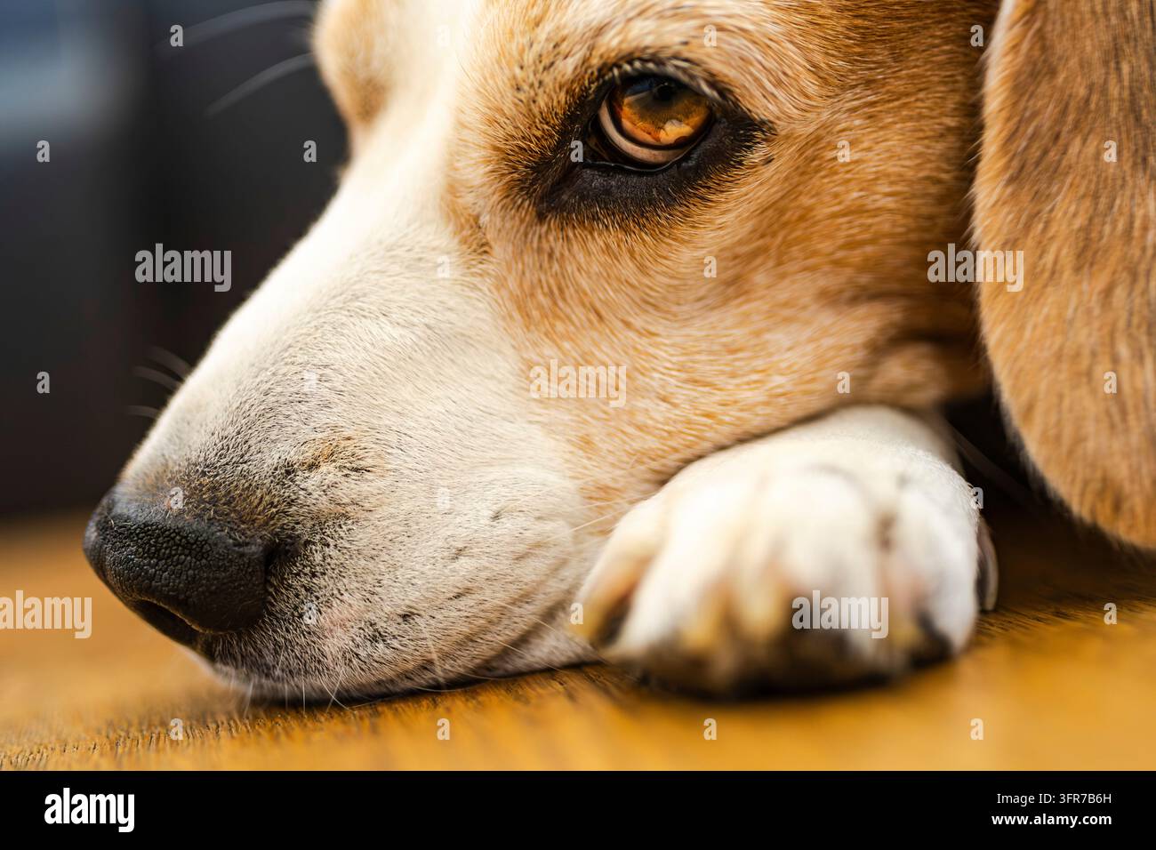 Erwachener männlicher Biberhund, der auf dem Boden schläft. Langsame Schärfentiefe. Thema Hundedepression Stockfoto