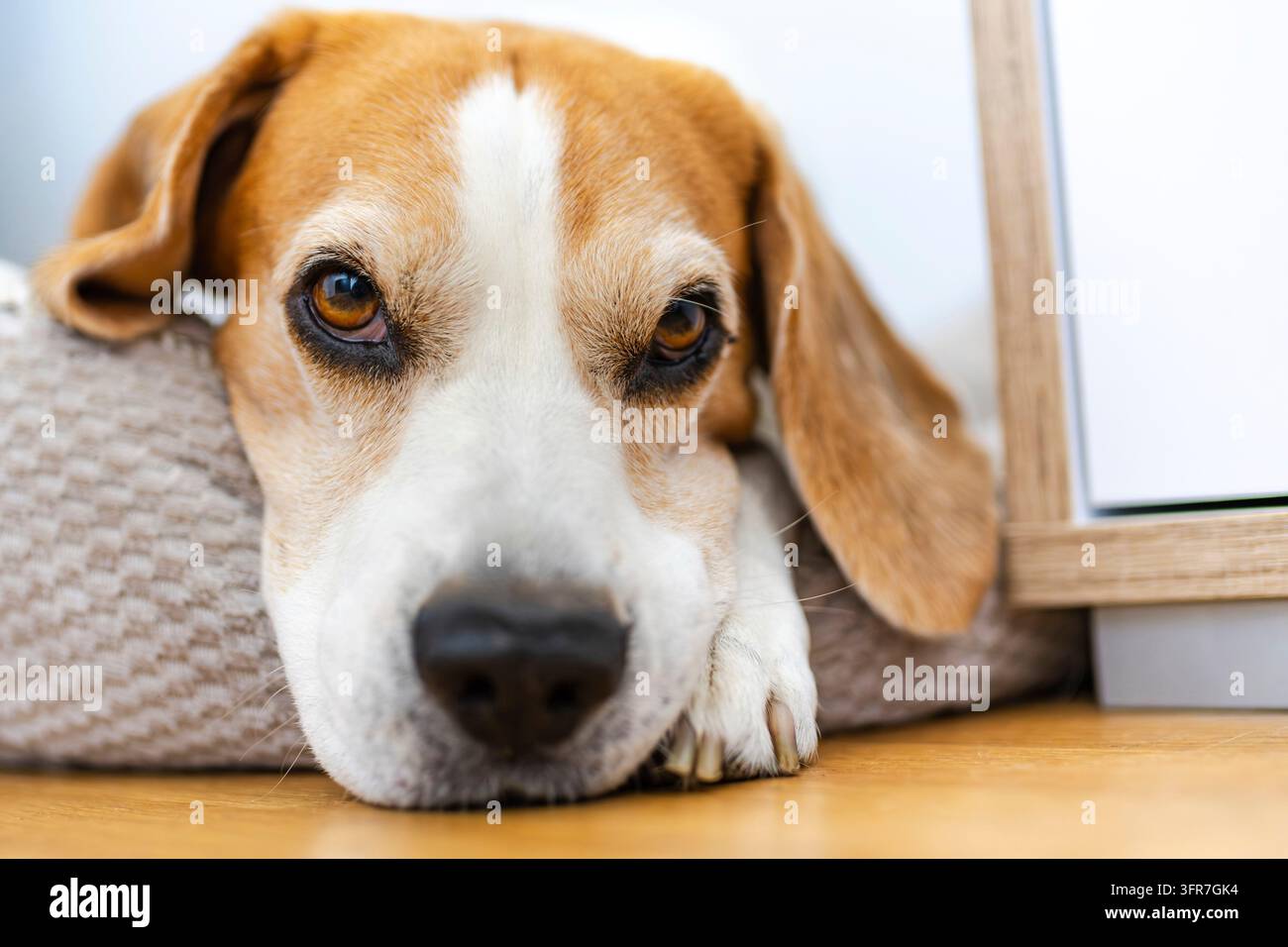 Erwachener männlicher Biberhund, der auf dem Boden schläft. Langsame Schärfentiefe. Thema Hundedepression Stockfoto