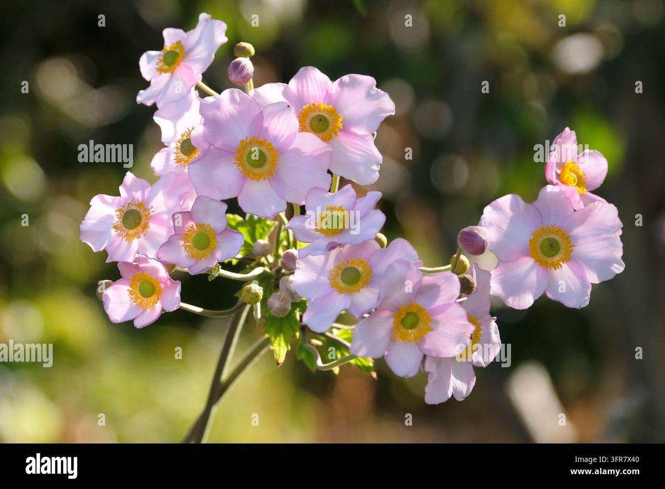 Blassrosa Anemone x hybrida ‘Robustissima’, allgemein bekannt als Japan-Anemone oder Traubenblättern-Anemone, in Blüte. Stockfoto