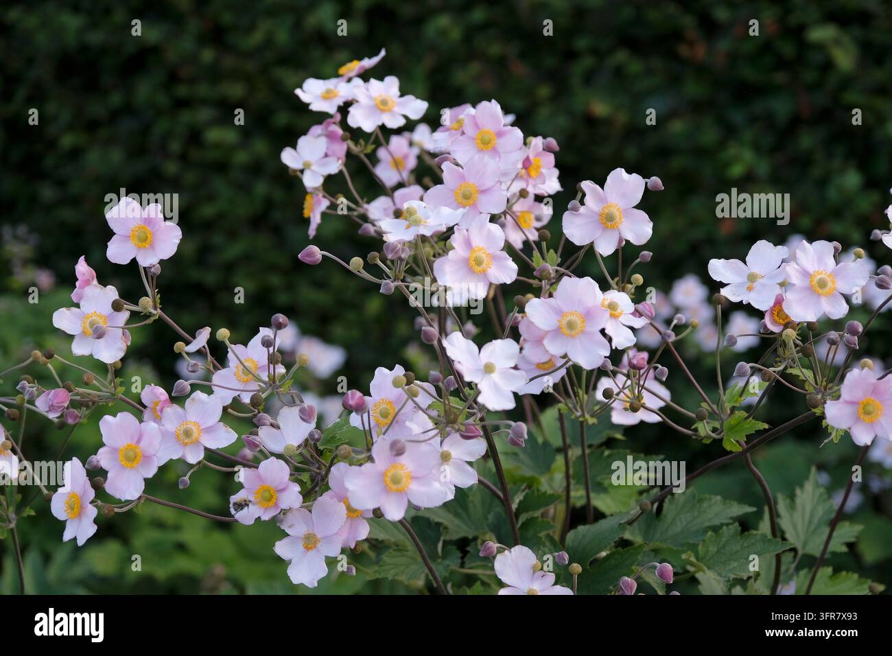 Blassrosa Anemone x hybrida ‘Robustissima’, allgemein bekannt als Japan-Anemone oder Traubenblättern-Anemone, in Blüte. Stockfoto