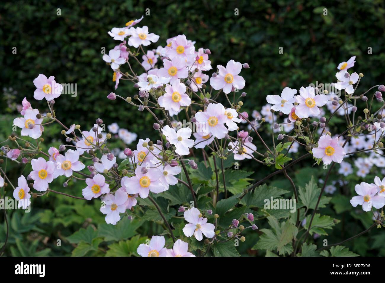 Blassrosa Anemone x hybrida ‘Robustissima’, allgemein bekannt als Japan-Anemone oder Traubenblättern-Anemone, in Blüte. Stockfoto
