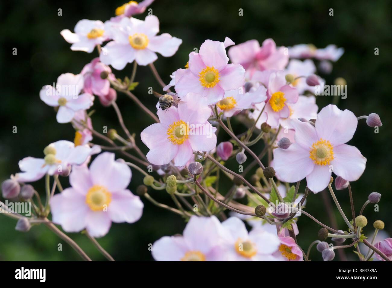 Blassrosa Anemone x hybrida ‘Robustissima’, allgemein bekannt als Japan-Anemone oder Traubenblättern-Anemone, in Blüte. Stockfoto