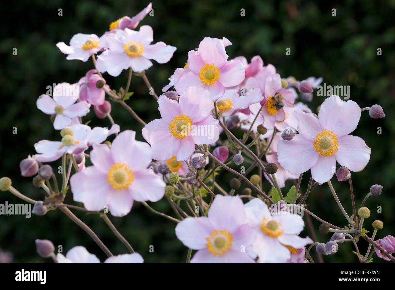 Blassrosa Anemone x hybrida ‘Robustissima’, allgemein bekannt als Japan-Anemone oder Traubenblättern-Anemone, in Blüte. Stockfoto