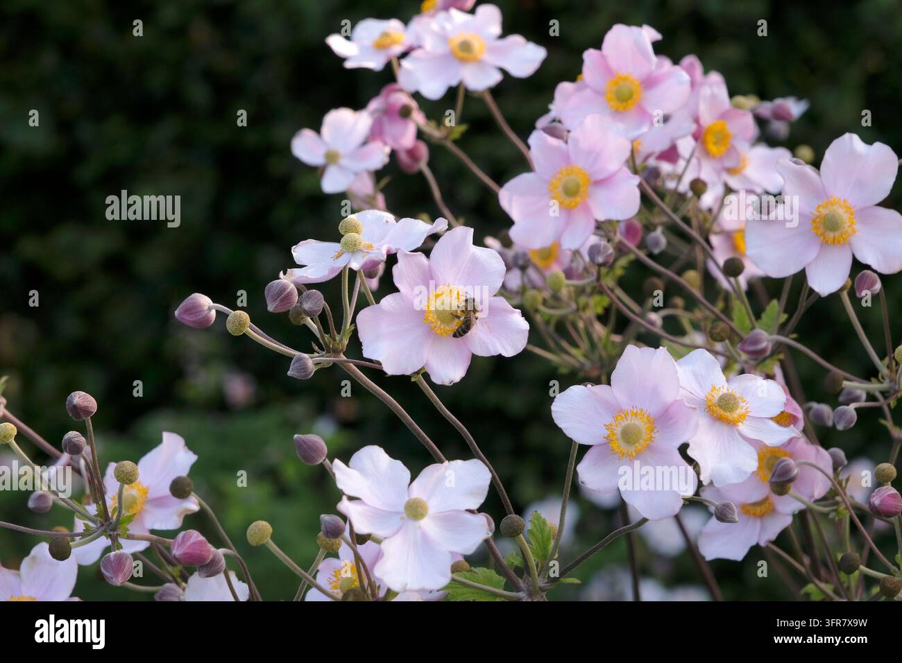 Blassrosa Anemone x hybrida ‘Robustissima’, allgemein bekannt als Japan-Anemone oder Traubenblättern-Anemone, in Blüte. Stockfoto