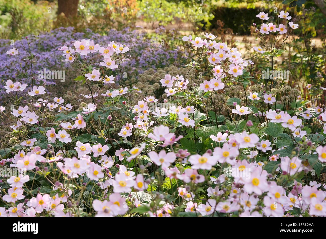 Blassrosa Anemone x hybrida ‘Robustissima’, allgemein bekannt als Japan-Anemone oder Traubenblättern-Anemone, in Blüte. Stockfoto