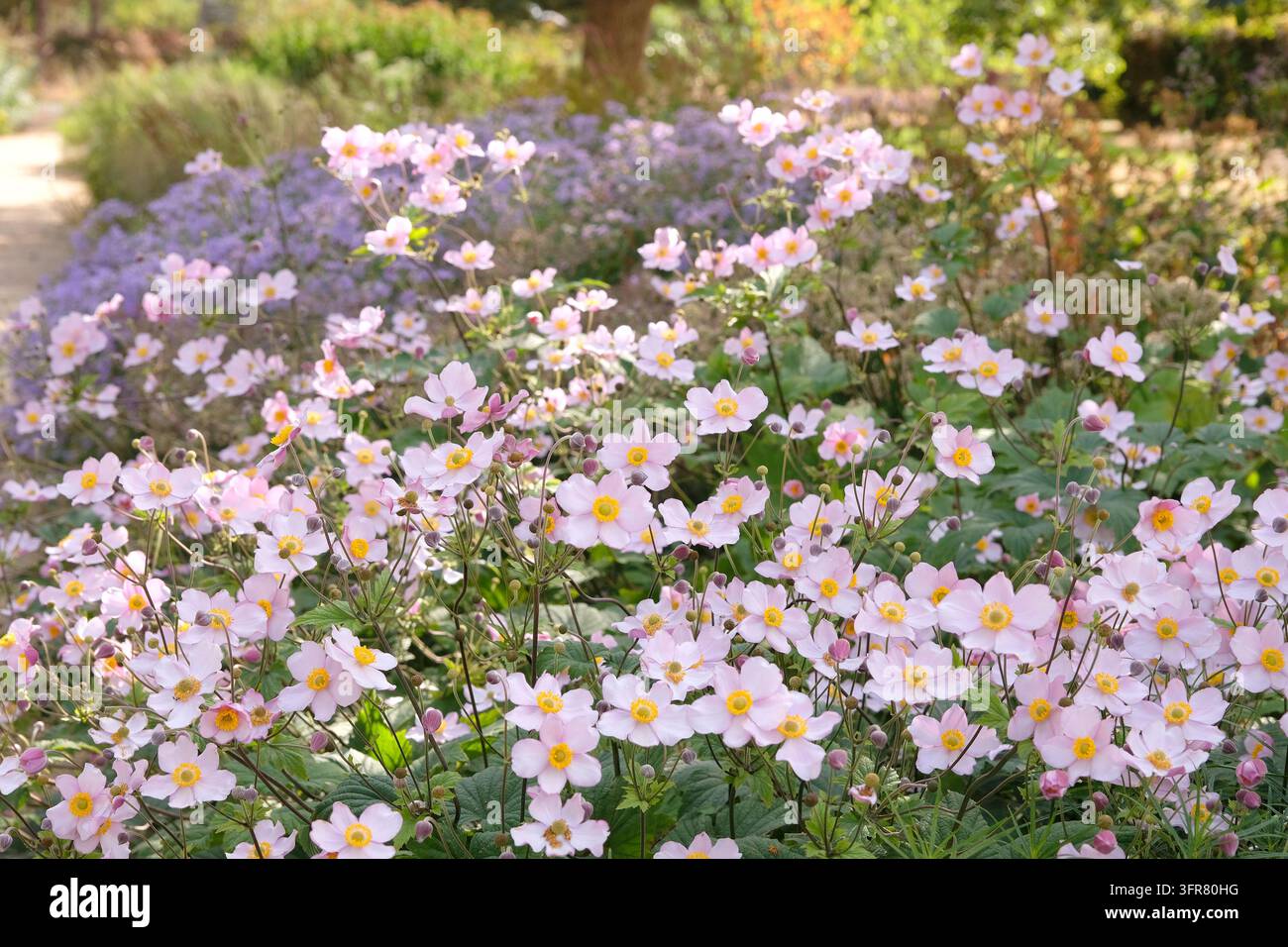 Blassrosa Anemone x hybrida ‘Robustissima’, allgemein bekannt als Japan-Anemone oder Traubenblättern-Anemone, in Blüte. Stockfoto