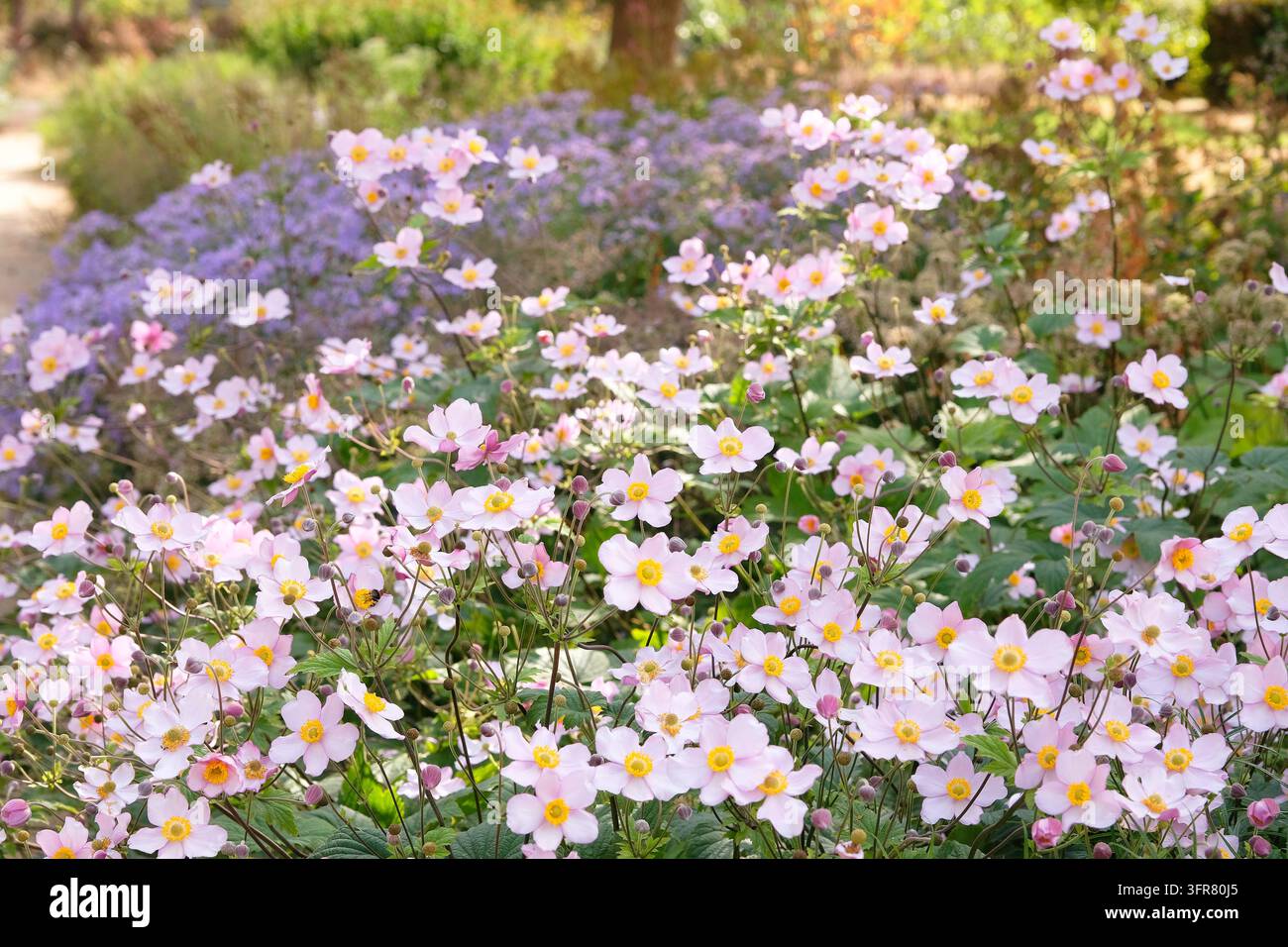 Blassrosa Anemone x hybrida ‘Robustissima’, allgemein bekannt als Japan-Anemone oder Traubenblättern-Anemone, in Blüte. Stockfoto