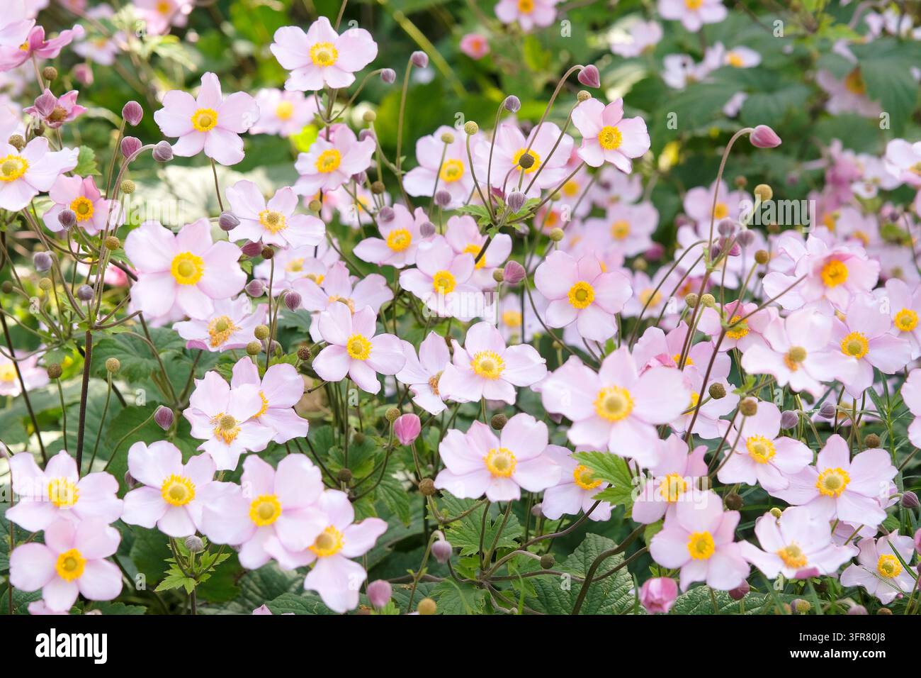 Blassrosa Anemone x hybrida ‘Robustissima’, allgemein bekannt als Japan-Anemone oder Traubenblättern-Anemone, in Blüte. Stockfoto