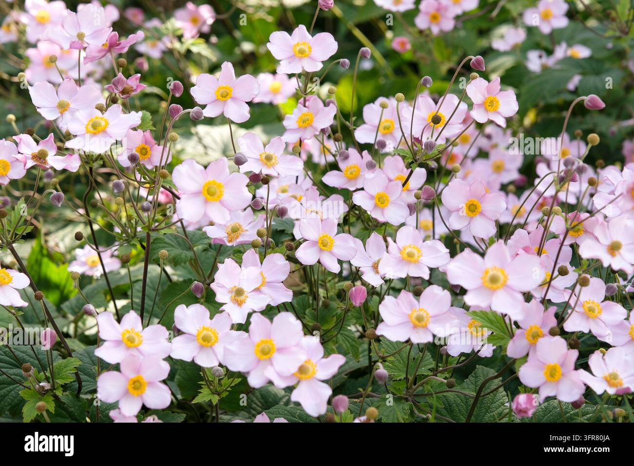 Blassrosa Anemone x hybrida ‘Robustissima’, allgemein bekannt als Japan-Anemone oder Traubenblättern-Anemone, in Blüte. Stockfoto