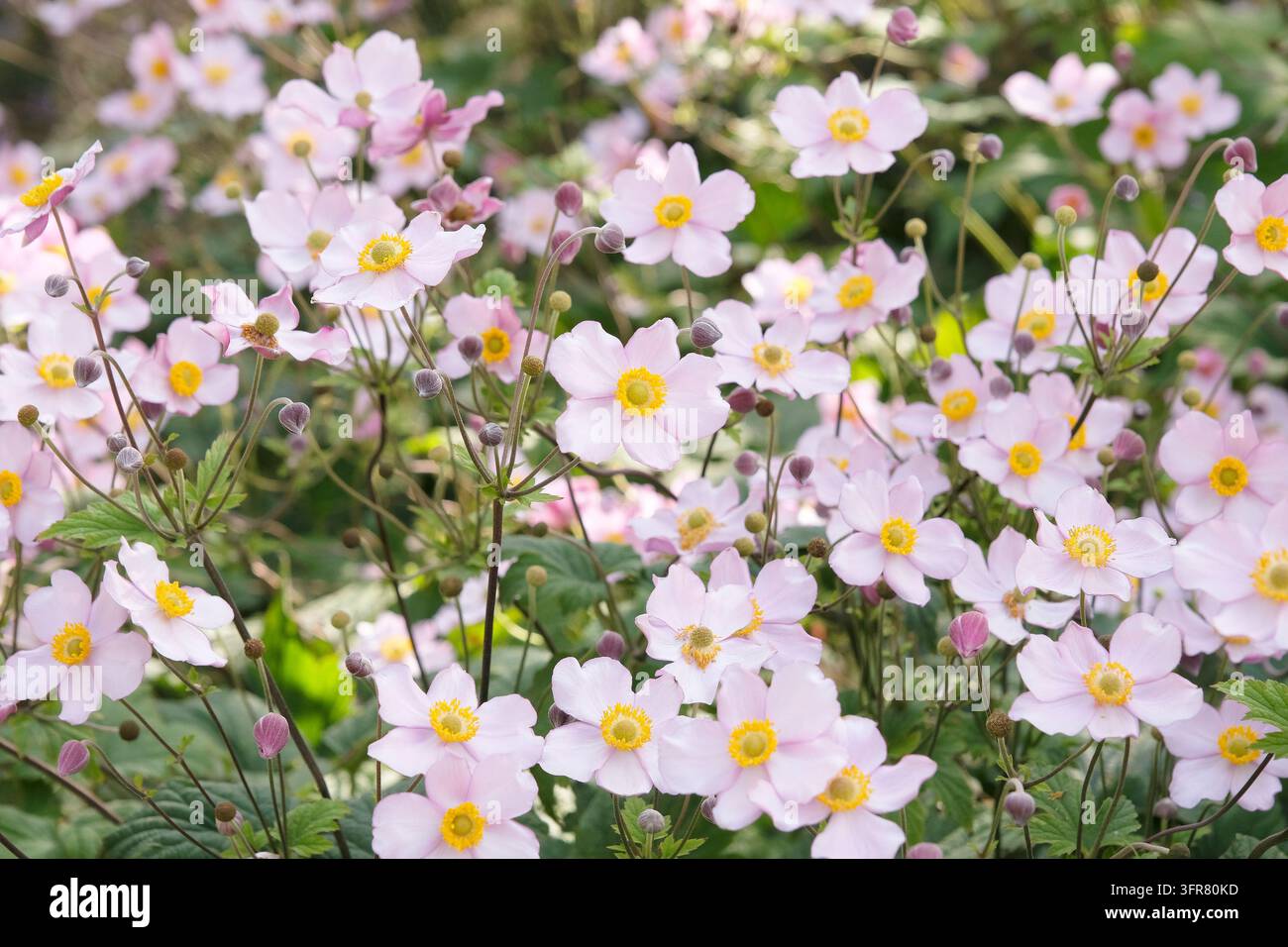 Blassrosa Anemone x hybrida ‘Robustissima’, allgemein bekannt als Japan-Anemone oder Traubenblättern-Anemone, in Blüte. Stockfoto
