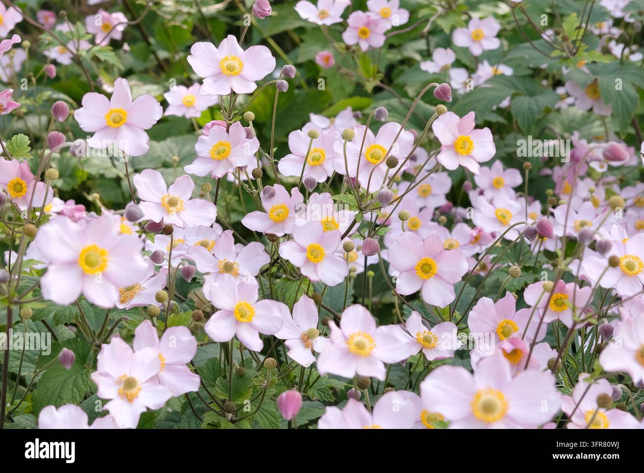 Blassrosa Anemone x hybrida ‘Robustissima’, allgemein bekannt als Japan-Anemone oder Traubenblättern-Anemone, in Blüte. Stockfoto