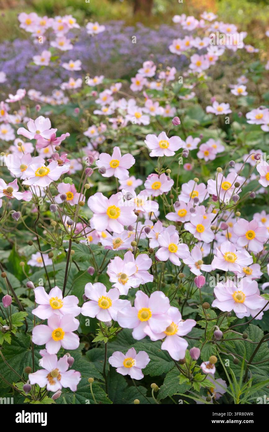 Blassrosa Anemone x hybrida ‘Robustissima’, allgemein bekannt als Japan-Anemone oder Traubenblättern-Anemone, in Blüte. Stockfoto