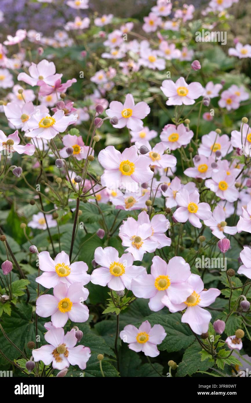 Blassrosa Anemone x hybrida ‘Robustissima’, allgemein bekannt als Japan-Anemone oder Traubenblättern-Anemone, in Blüte. Stockfoto