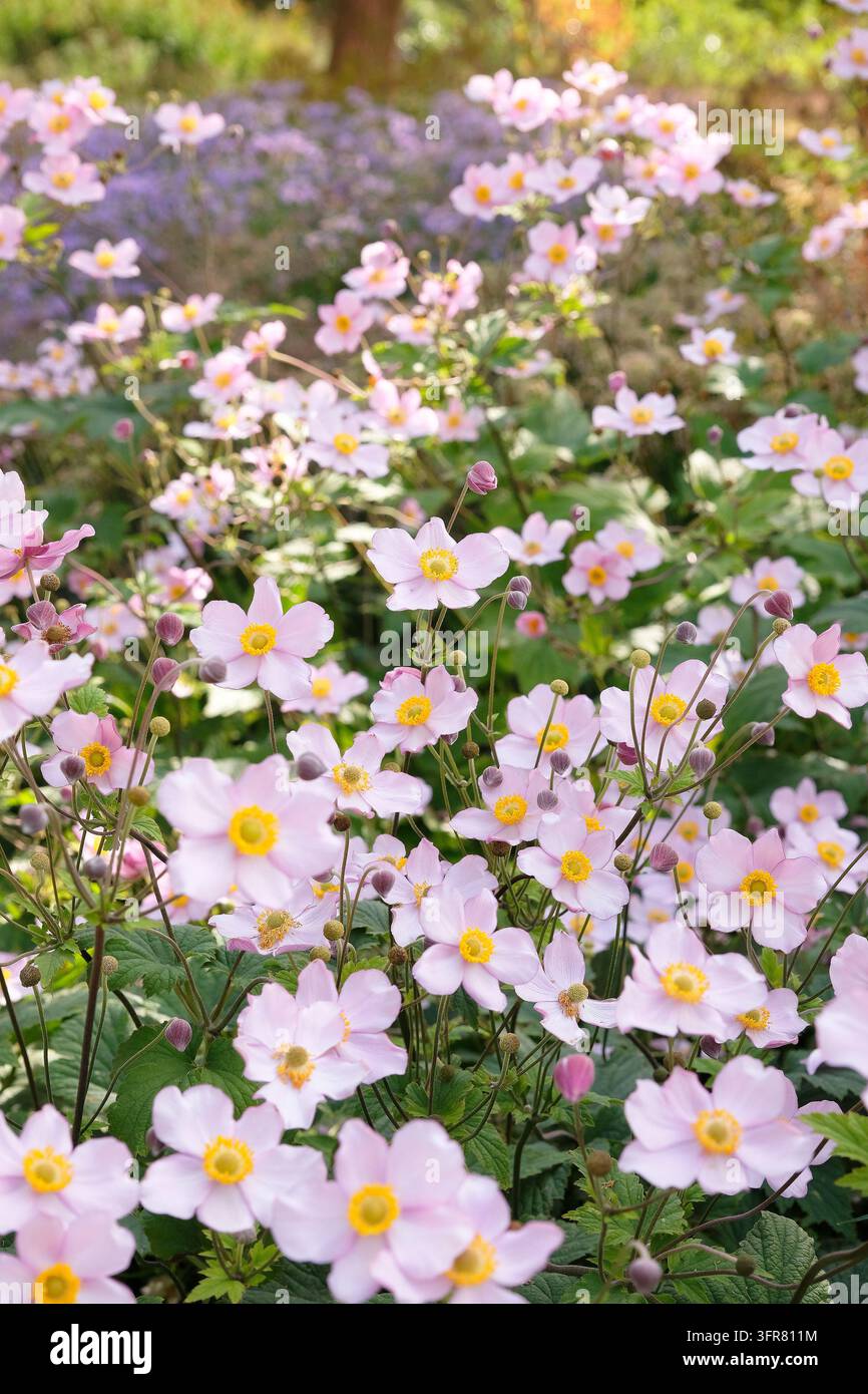 Blassrosa Anemone x hybrida ‘Robustissima’, allgemein bekannt als Japan-Anemone oder Traubenblättern-Anemone, in Blüte. Stockfoto