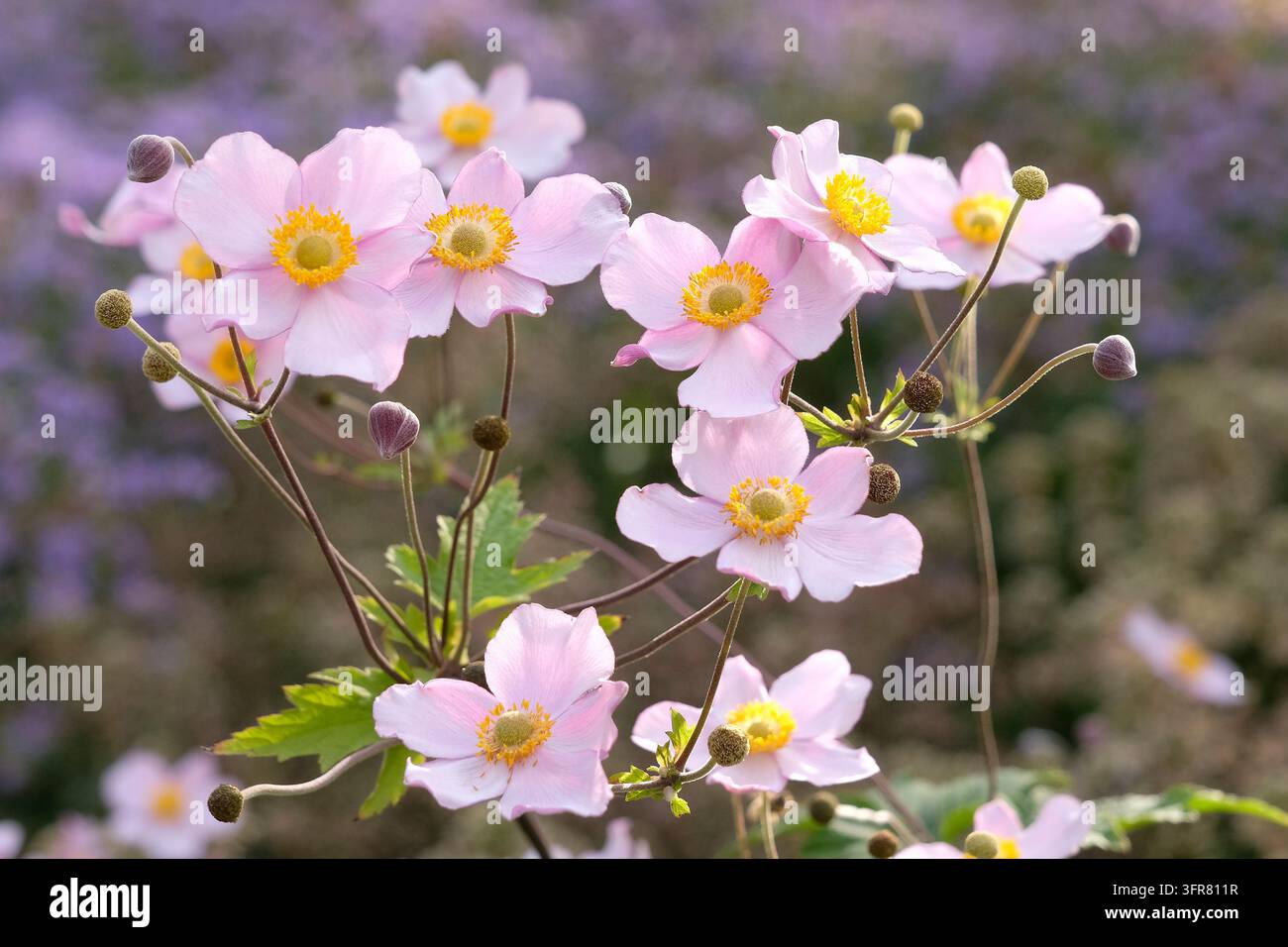 Blassrosa Anemone x hybrida ‘Robustissima’, allgemein bekannt als Japan-Anemone oder Traubenblättern-Anemone, in Blüte. Stockfoto